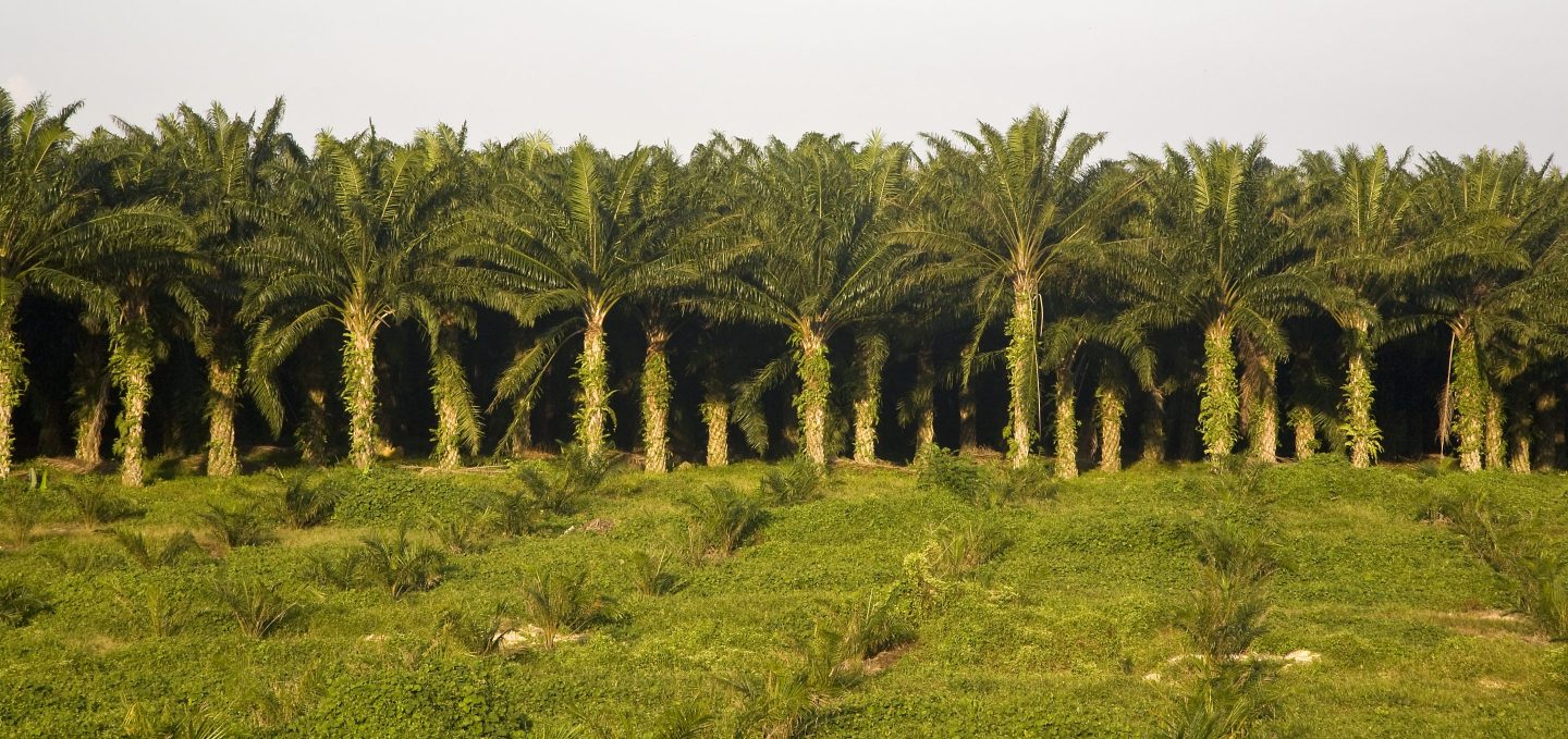 Malaysia’s plantation-grown conglomerate