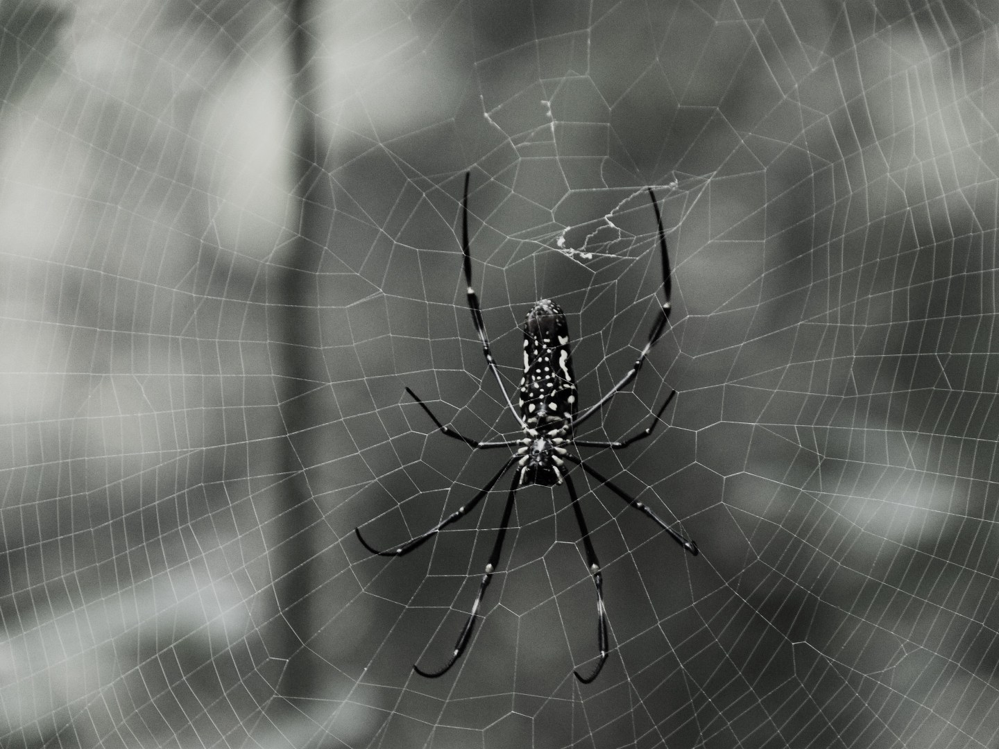 With the help of NYT execs, Some Spider wants to spin a web of media properties