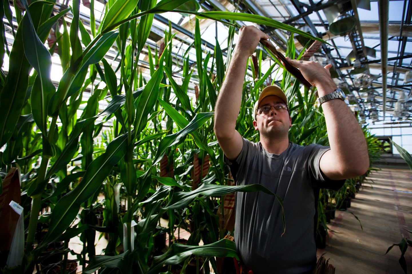 Monsanto GMO crops