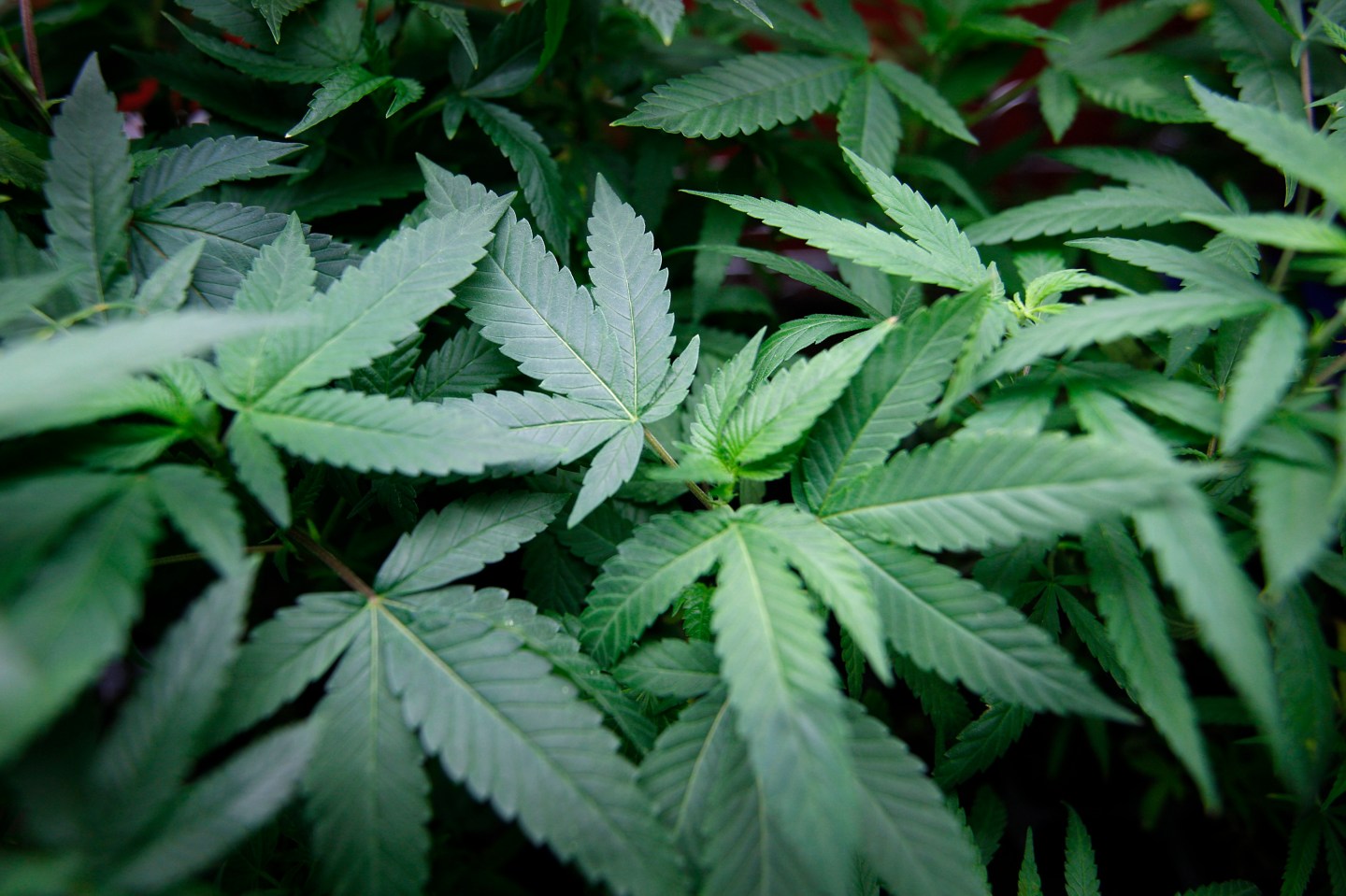 Los Angeles City Council Votes To Ban Medical Marijuana Dispensaries