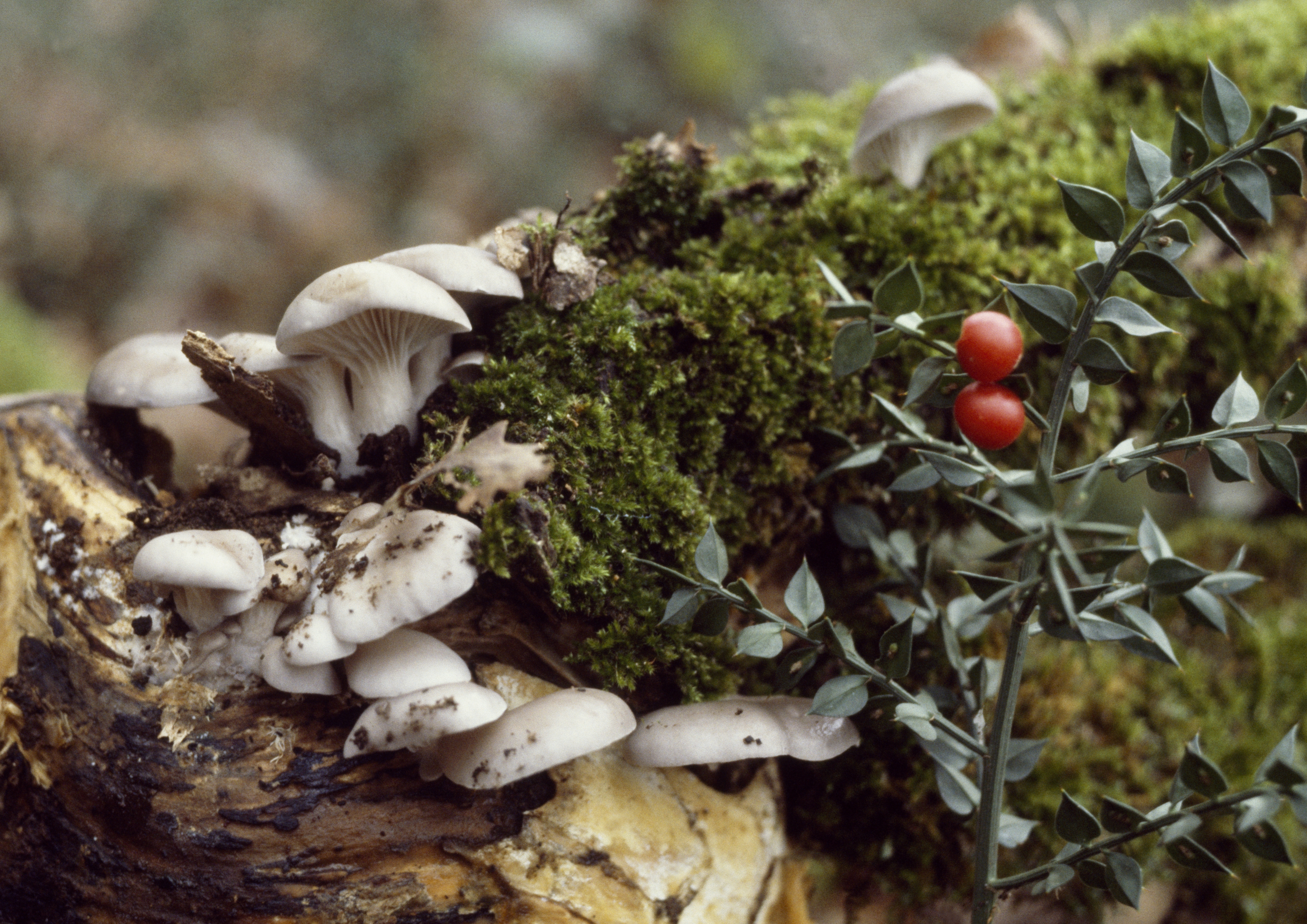 Oyster mushroom (Pleurotus ostreatus)