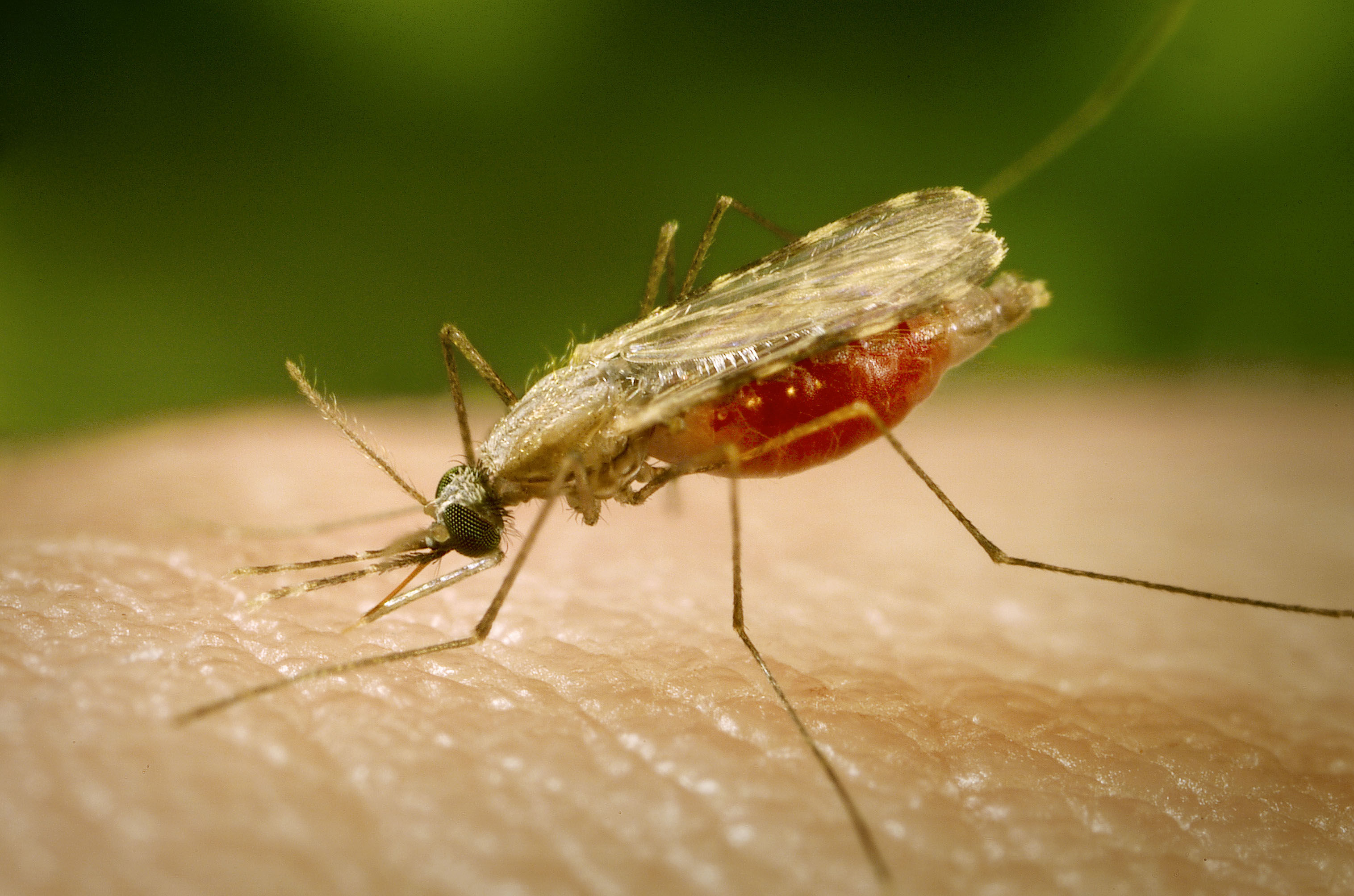 Anopheles Minimus