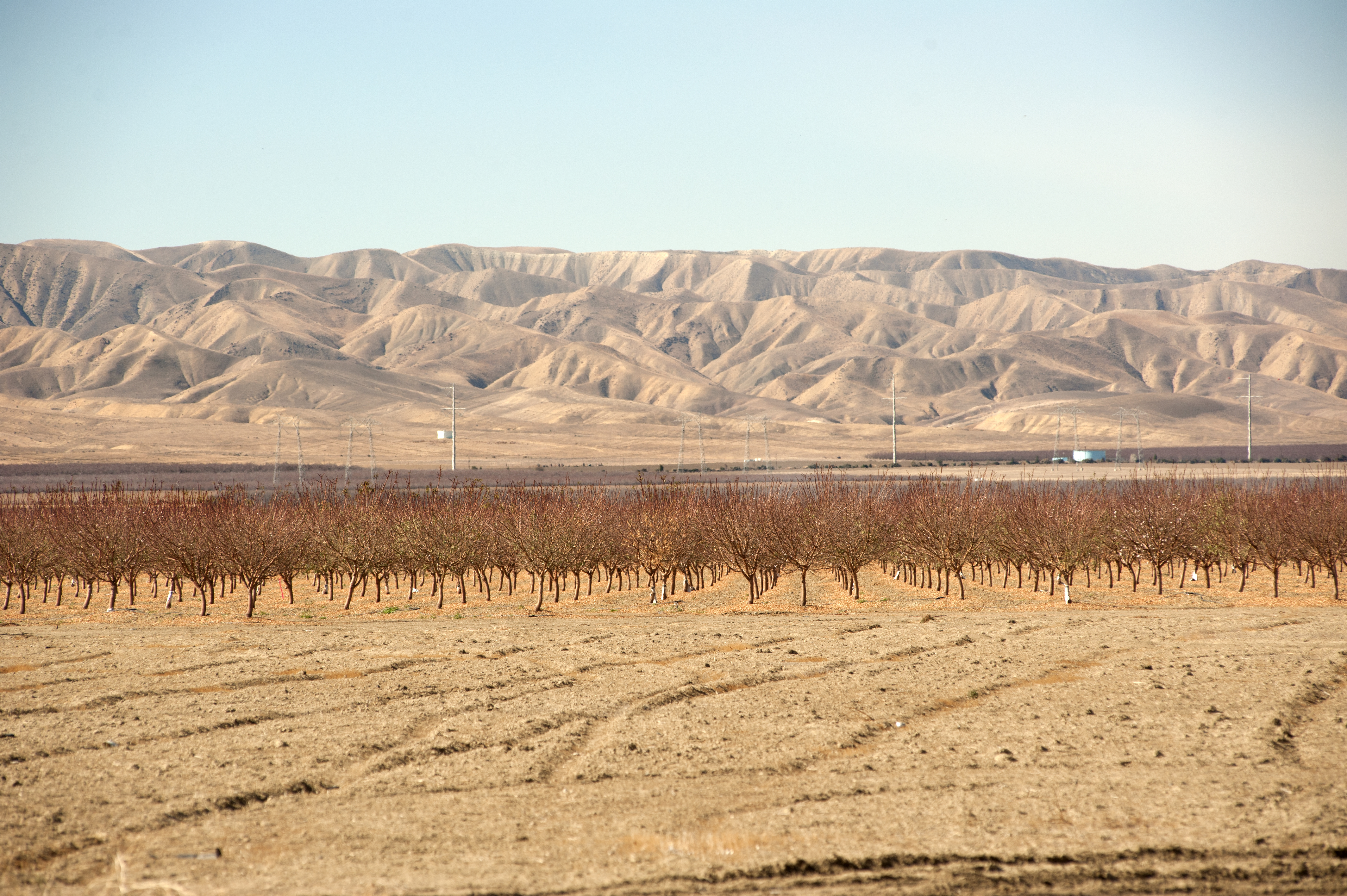 Dry fields and bare trees at Panoche Road, looking west, on Wednesday February 5, 2014, near San Joaquin, CA. California drought has hit the Central Valley hard.