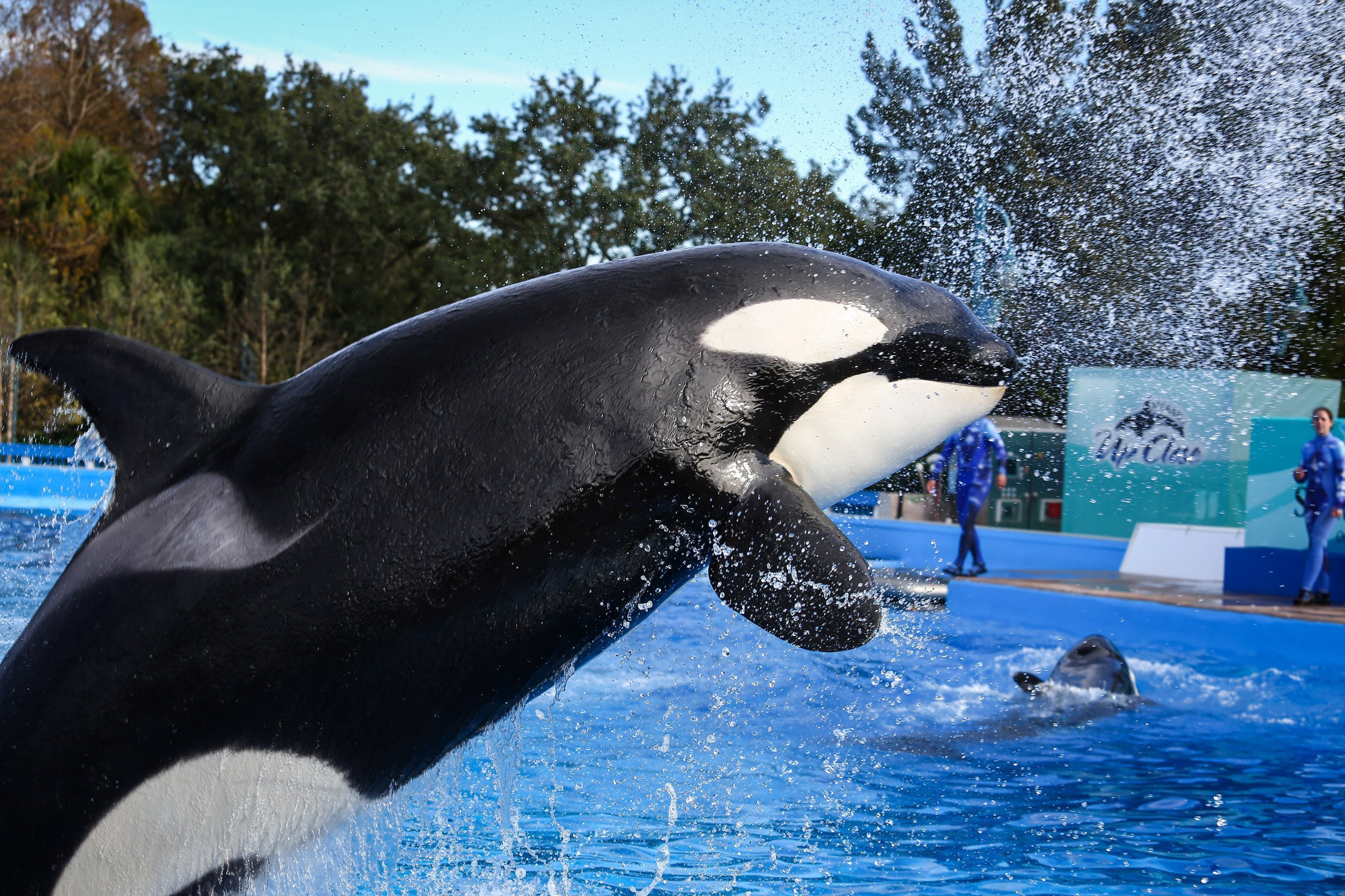Killer whale life spans