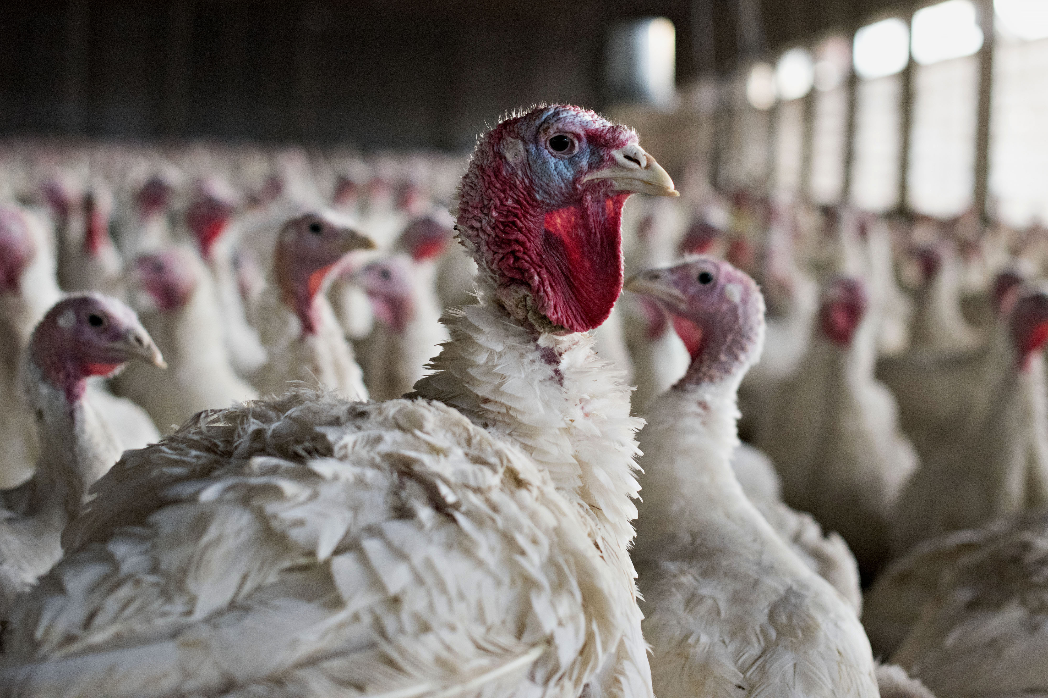 Operations At The Yordy Turkey Farm Ahead Of Thanksgiving