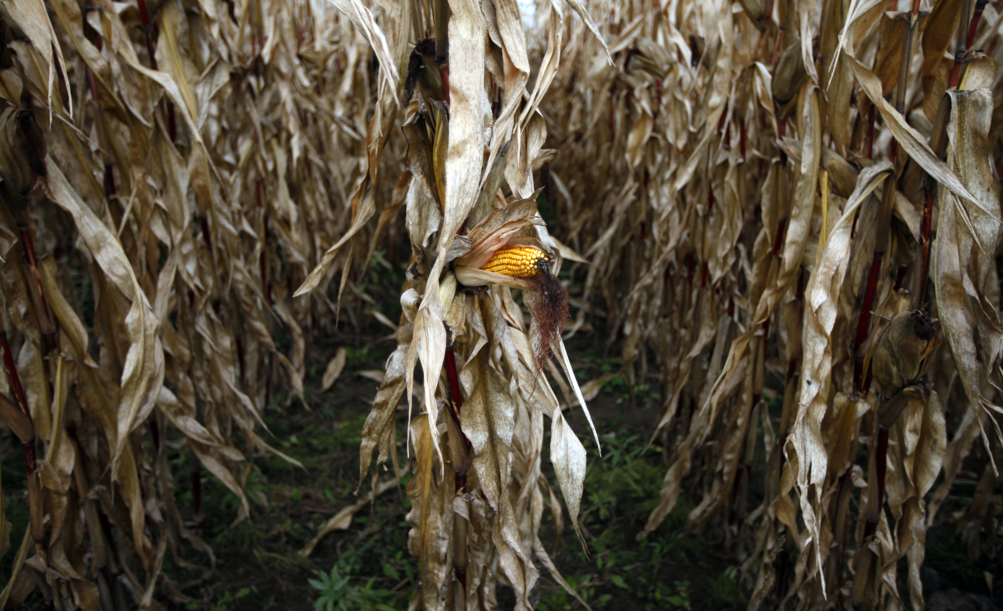 A field of corn is seen in Embrun, Ontario