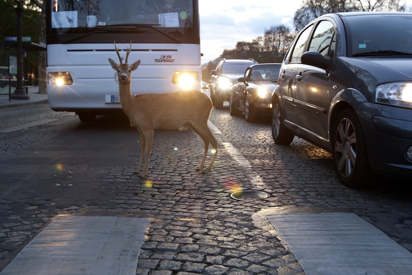 deer traffic