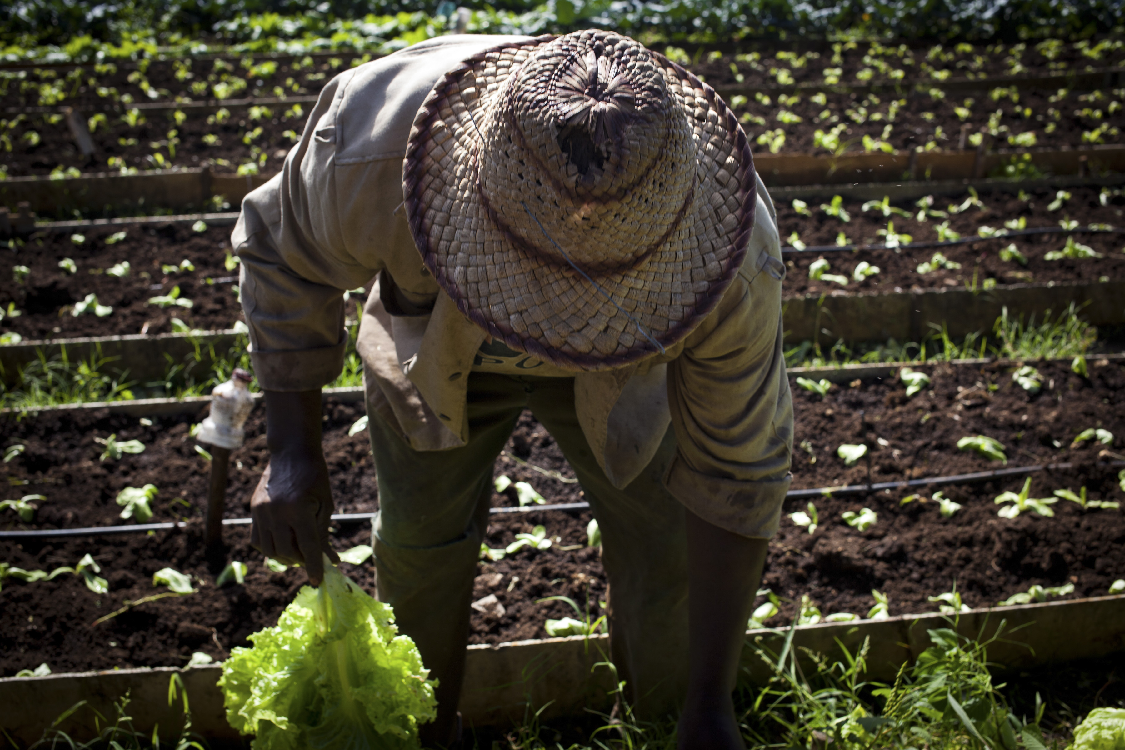 Cuba Aims for More Foreign Investment In Agriculture Sector