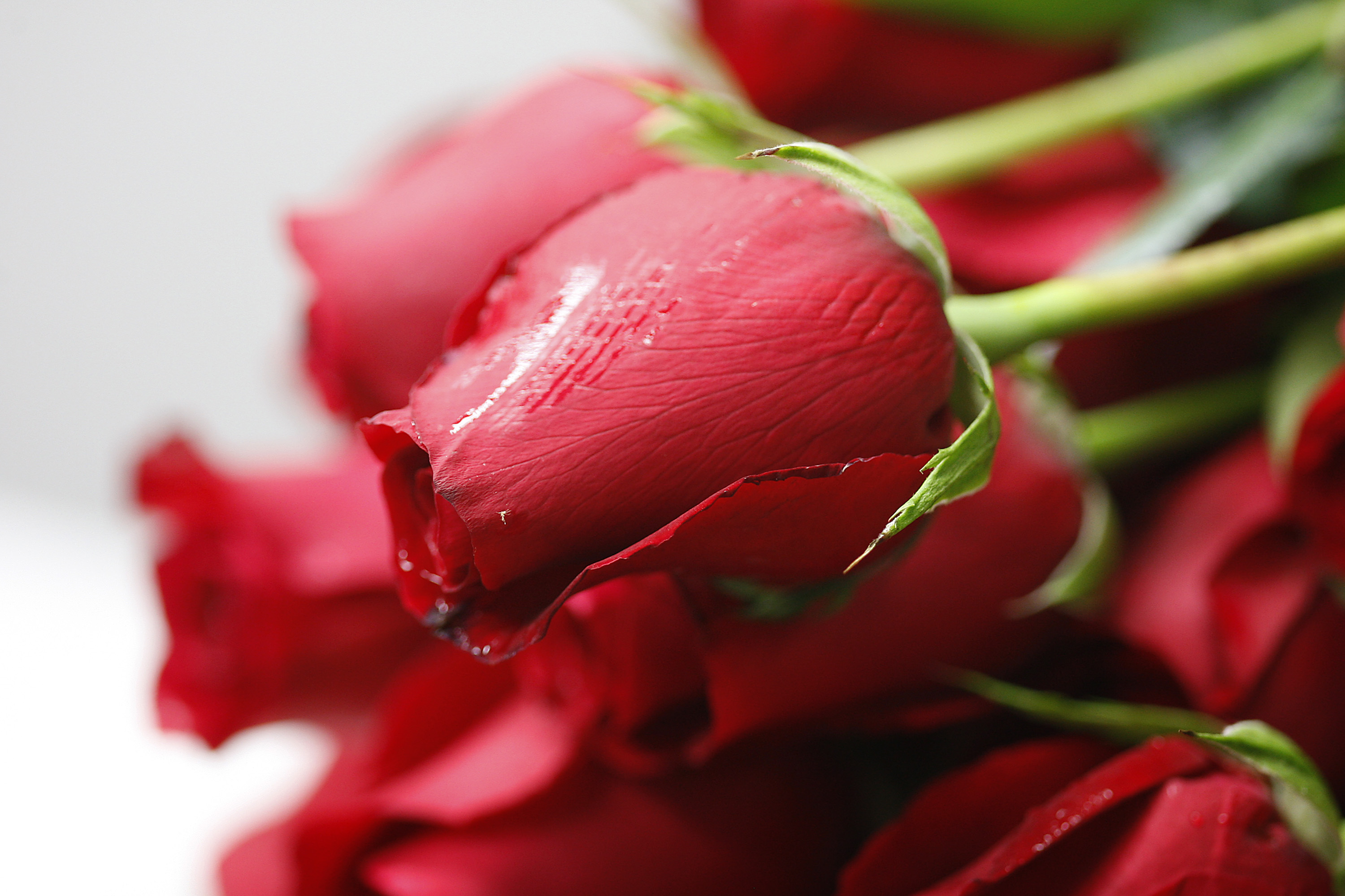 Customs And Border Protection Inspects Flower Shipments To U.S.