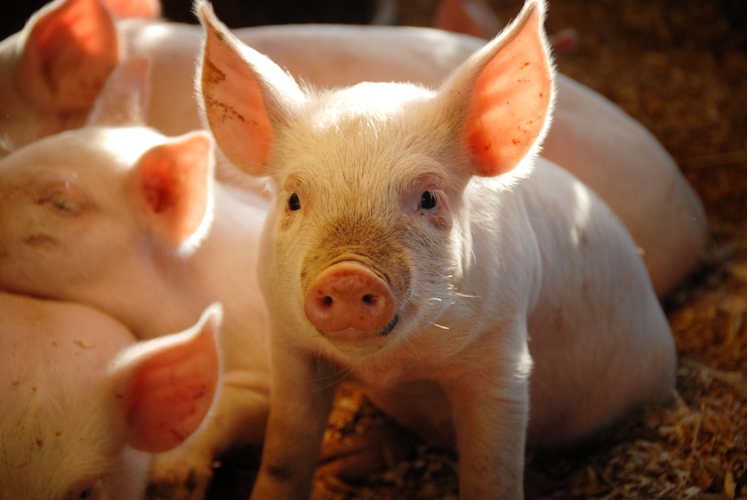 pigs