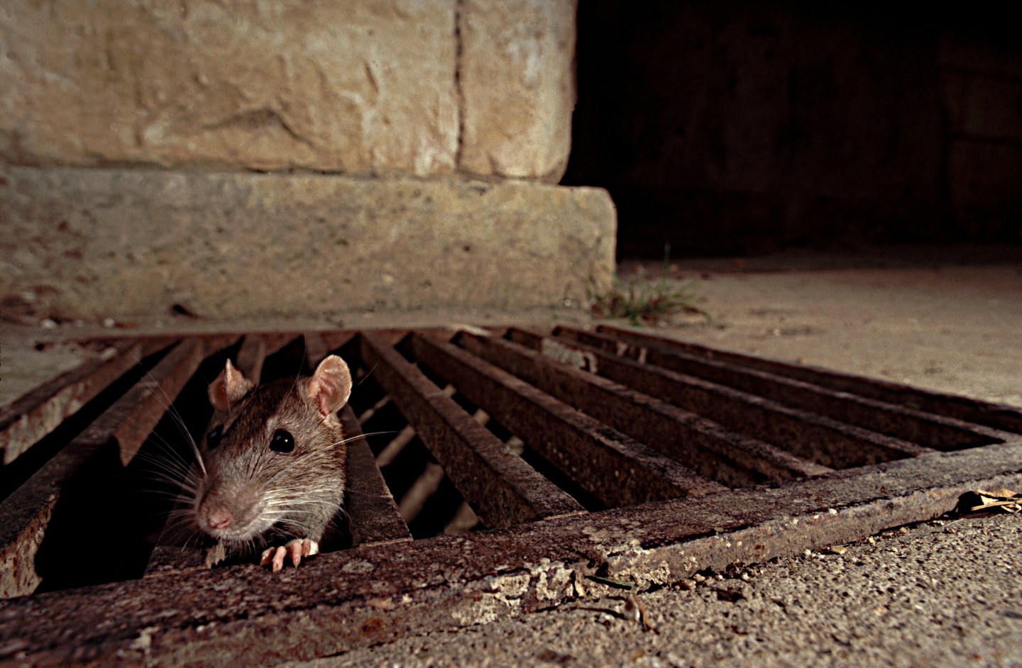 Brown Rat