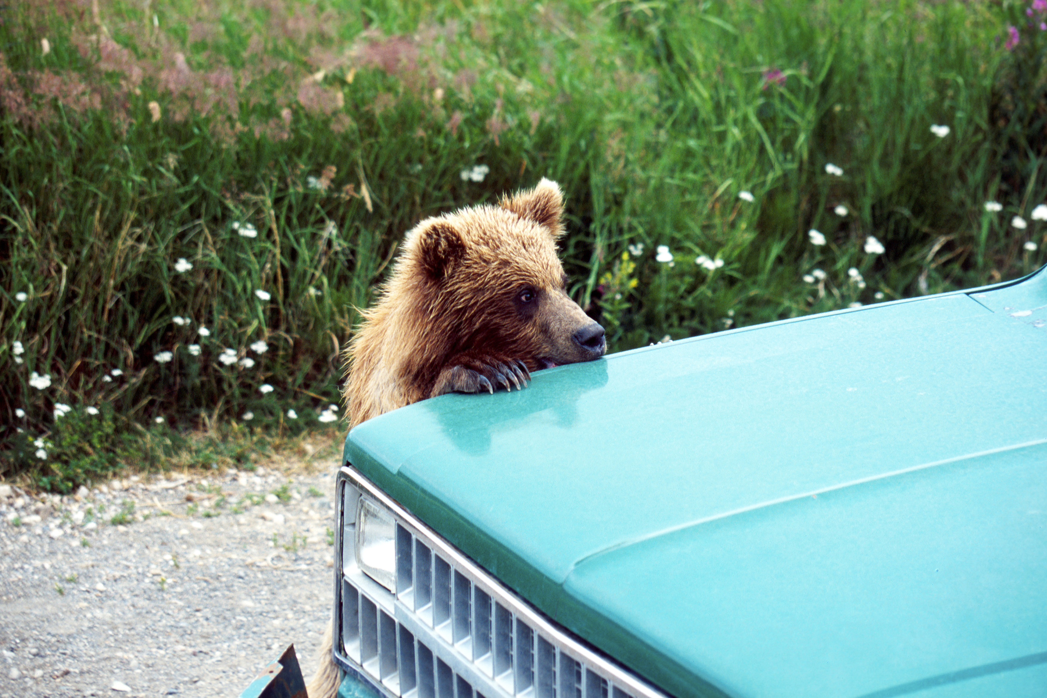 Brown Bear, Ursus arctos horribilis, Cub Playing on a car