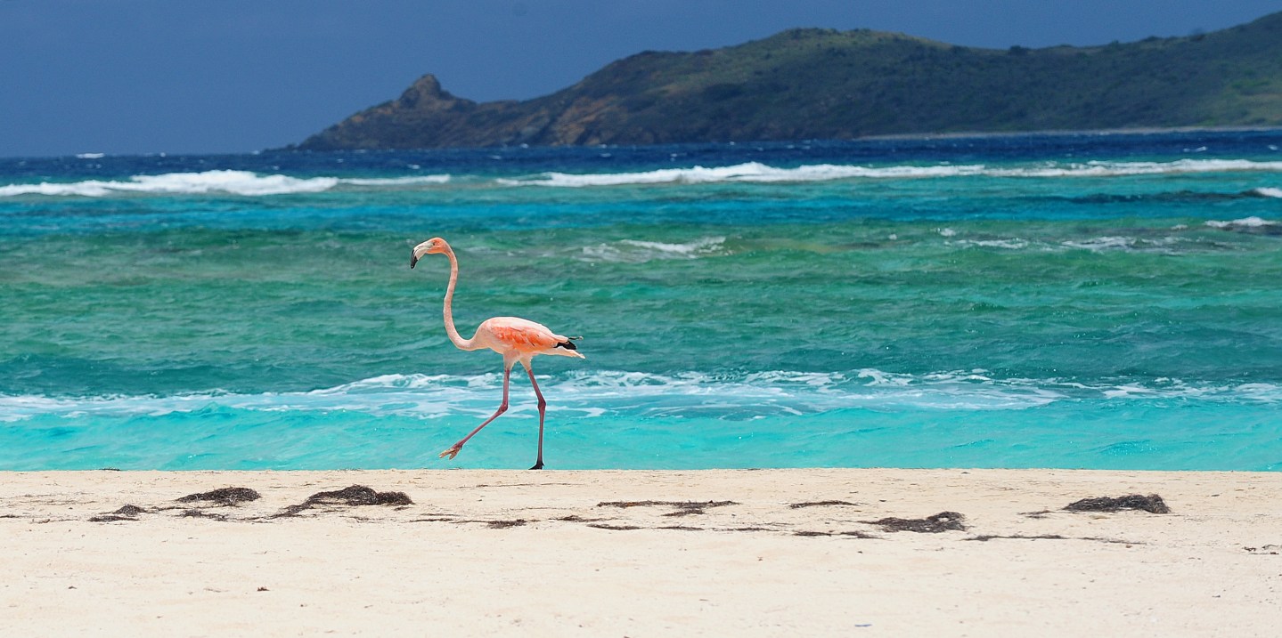 Caribbean Conservation Summit