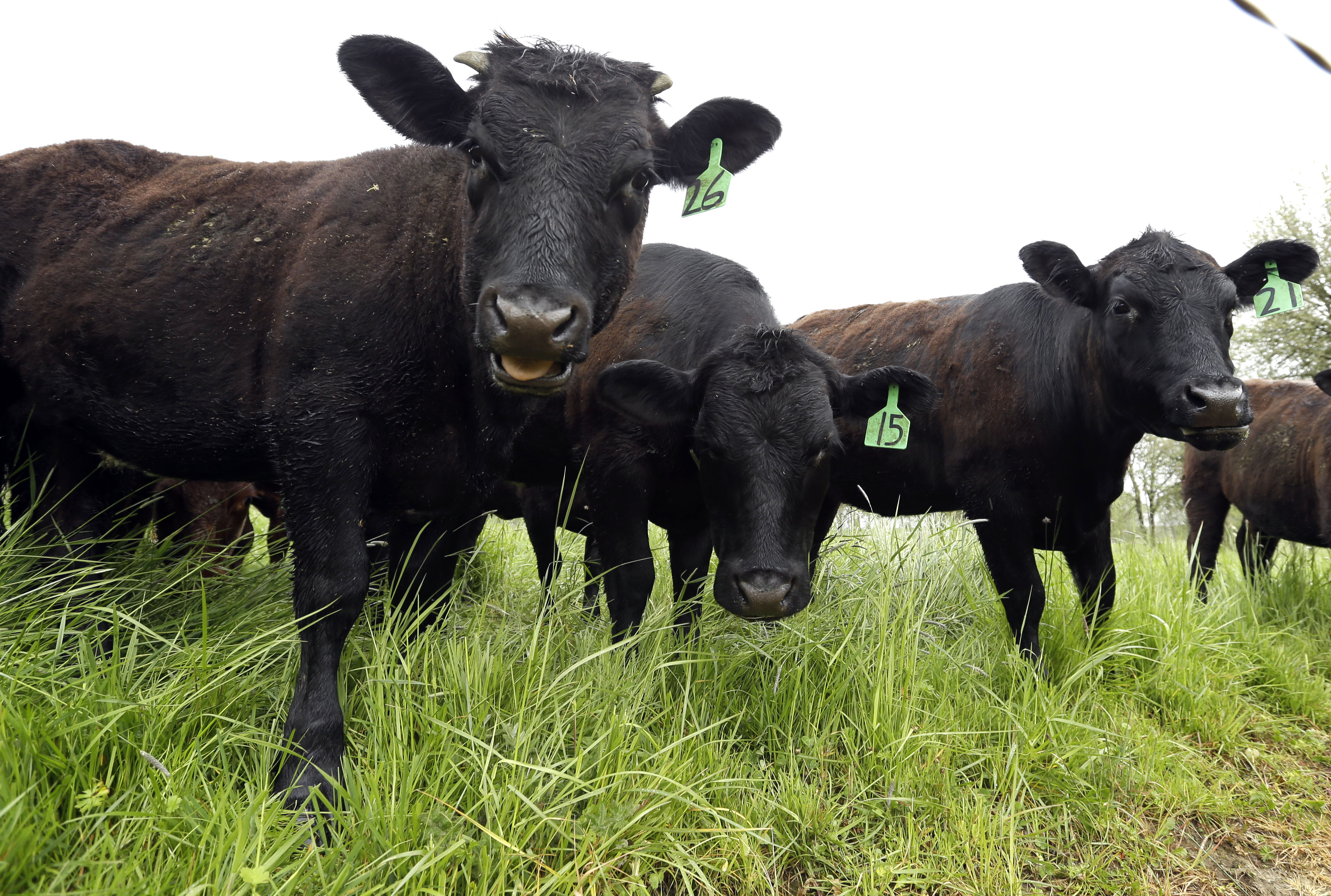 Food and Farm Livestock Antibiotics