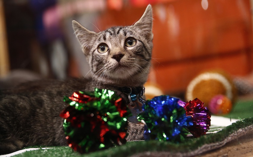 Kitten