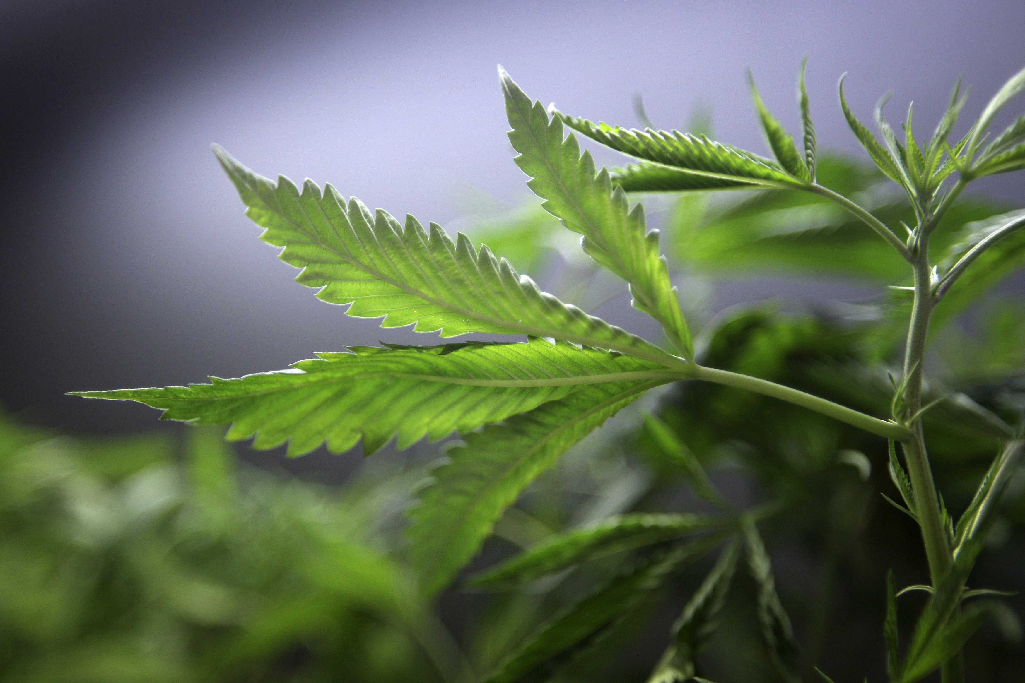 Marijuana plants for sale are displayed at the medical marijuana farmers market in Los Angeles