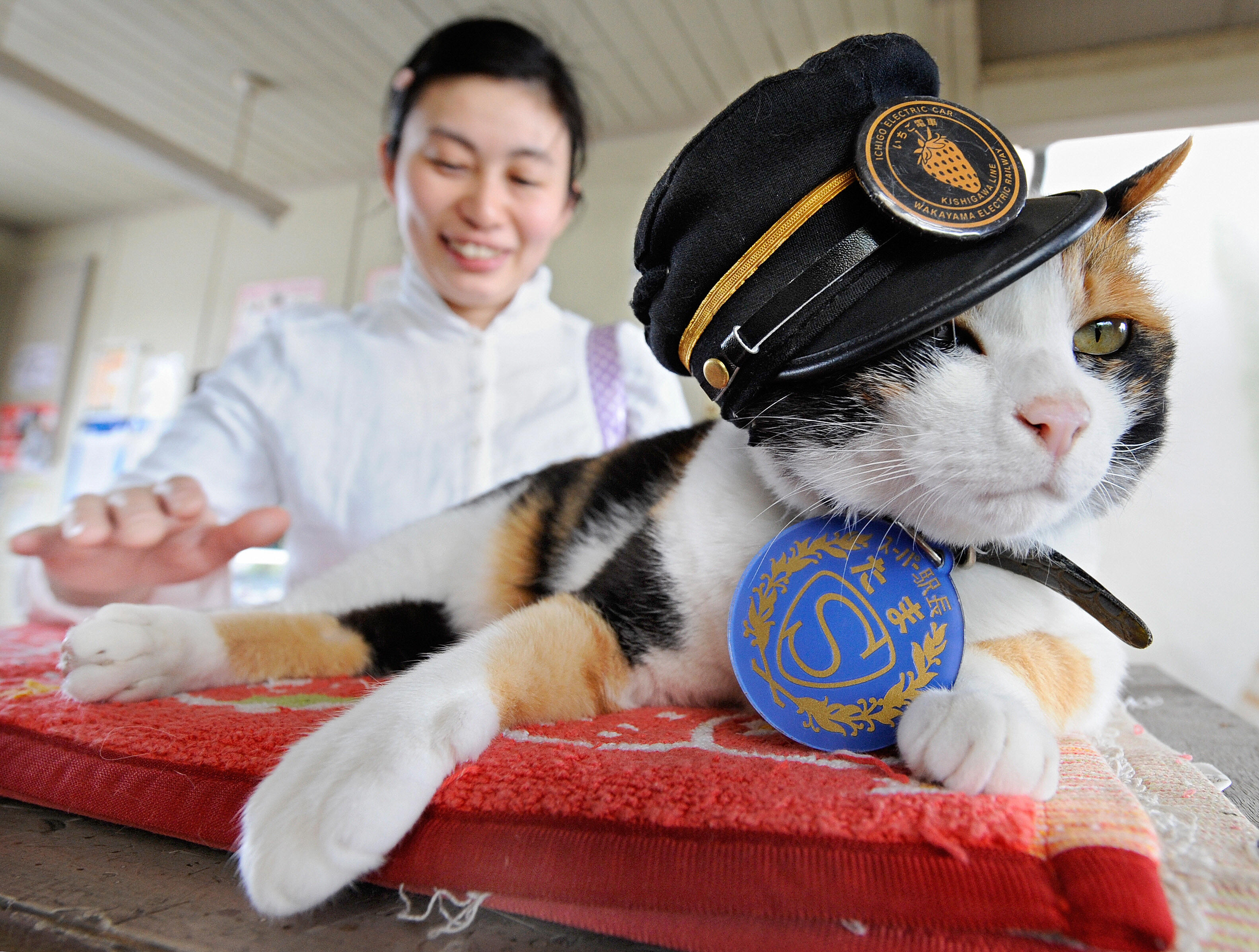 A woman strokes "Tama", a nine-year-old