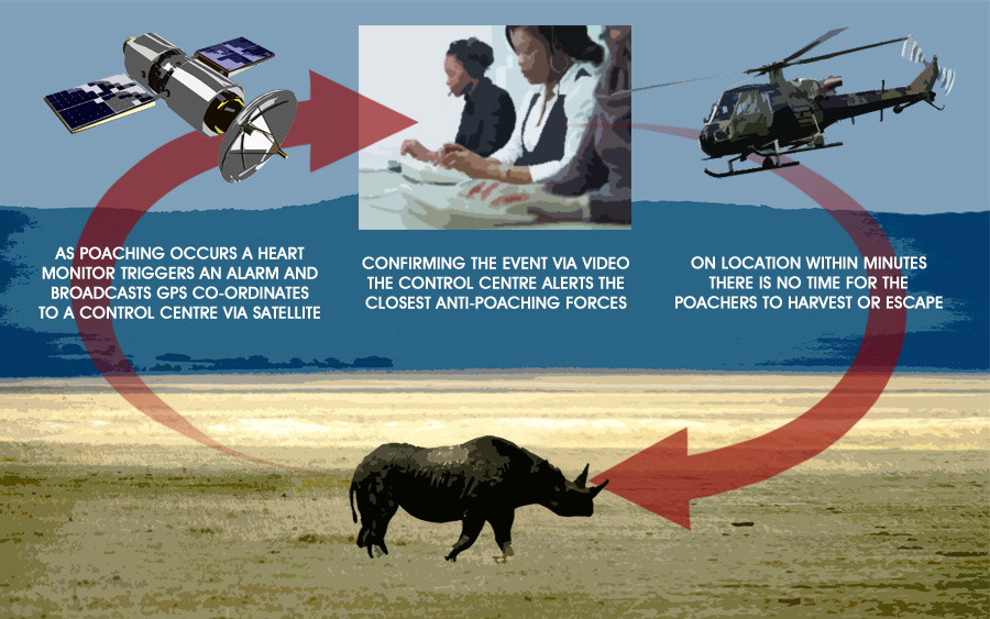 How the Internet of things is protecting endangered rhinos