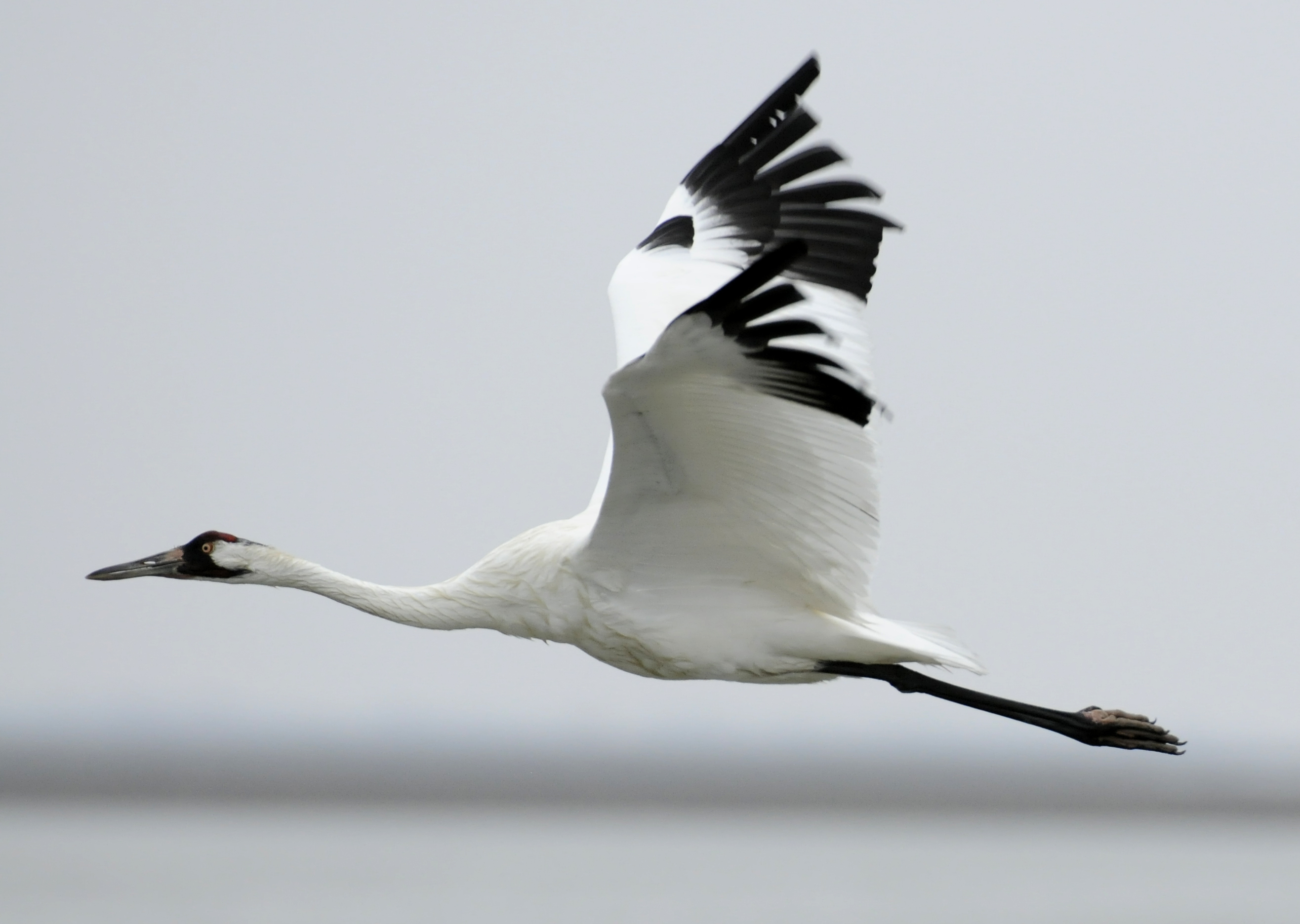 Whooping Cranes