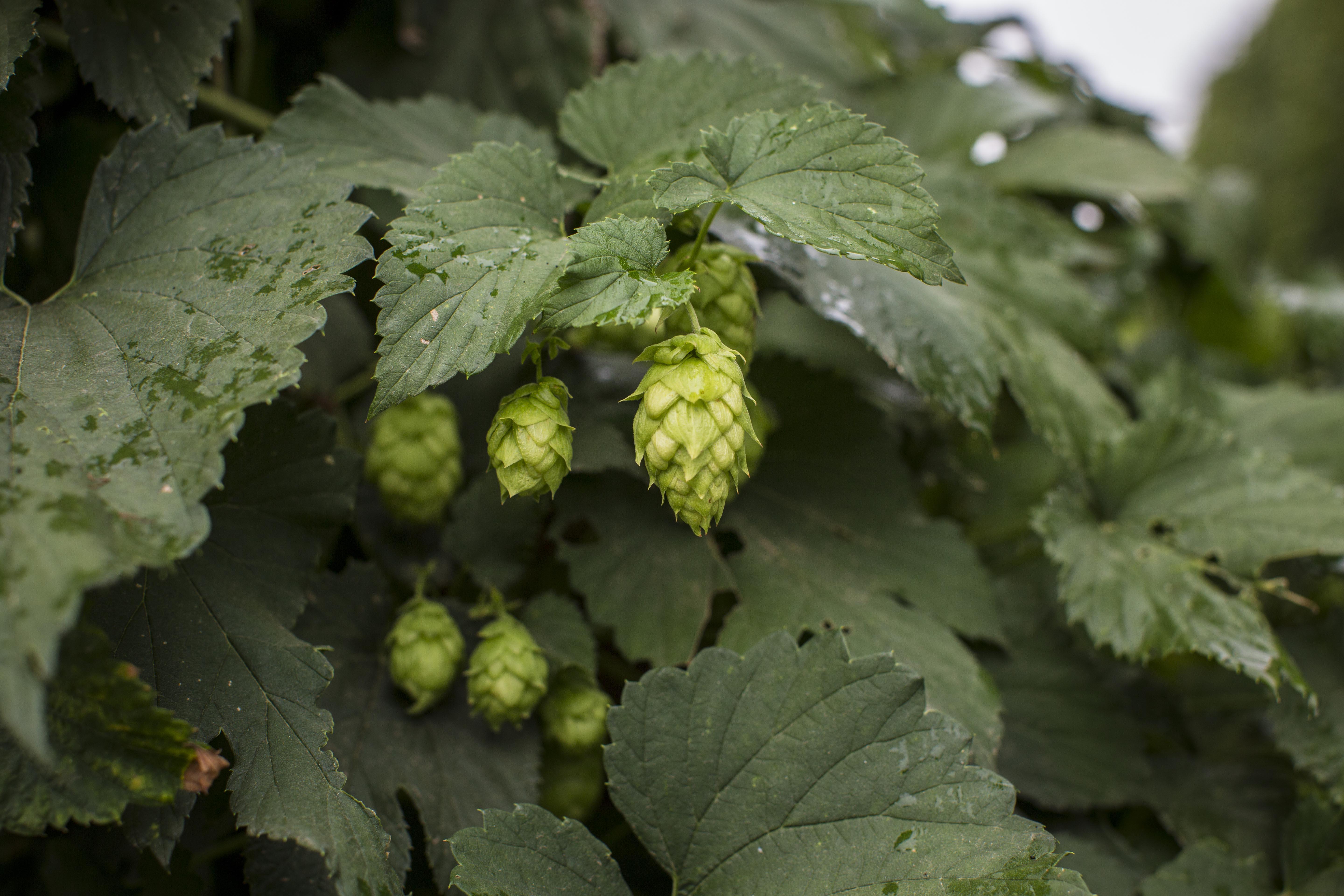 Hops, like those pictured above, are a critical ingredient in most beers. 