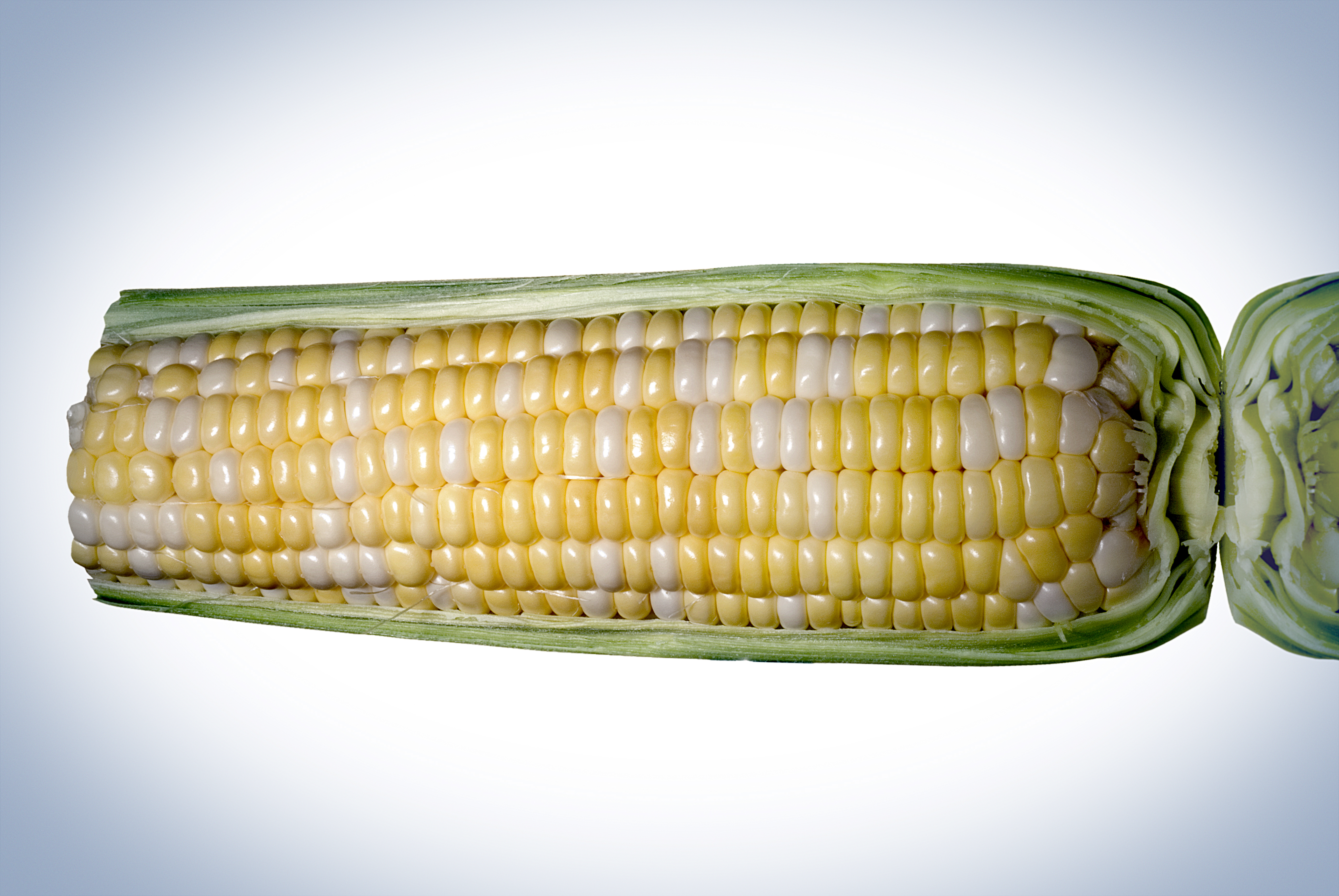 Corn ear on glass