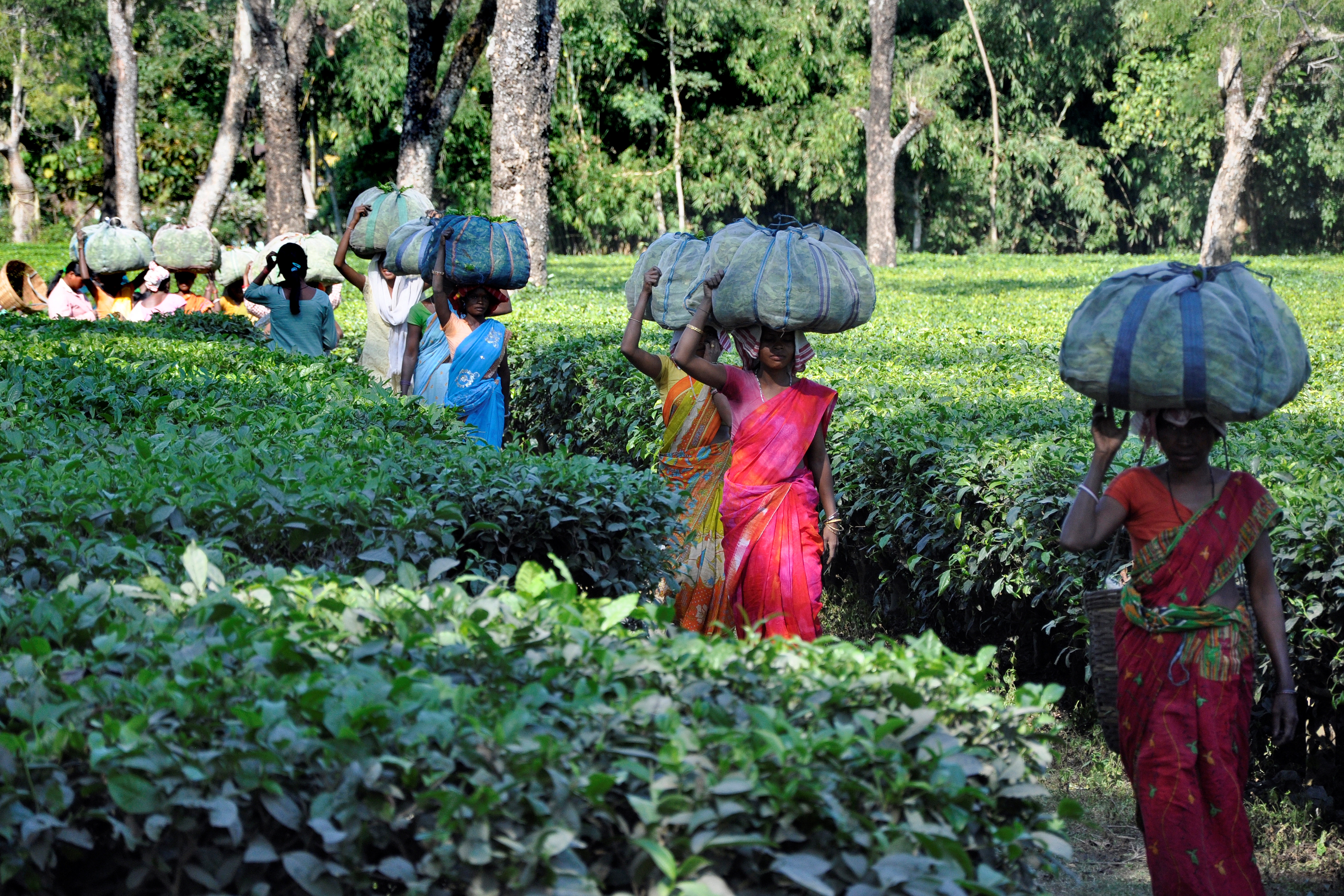 Tea Field. Assam. India.