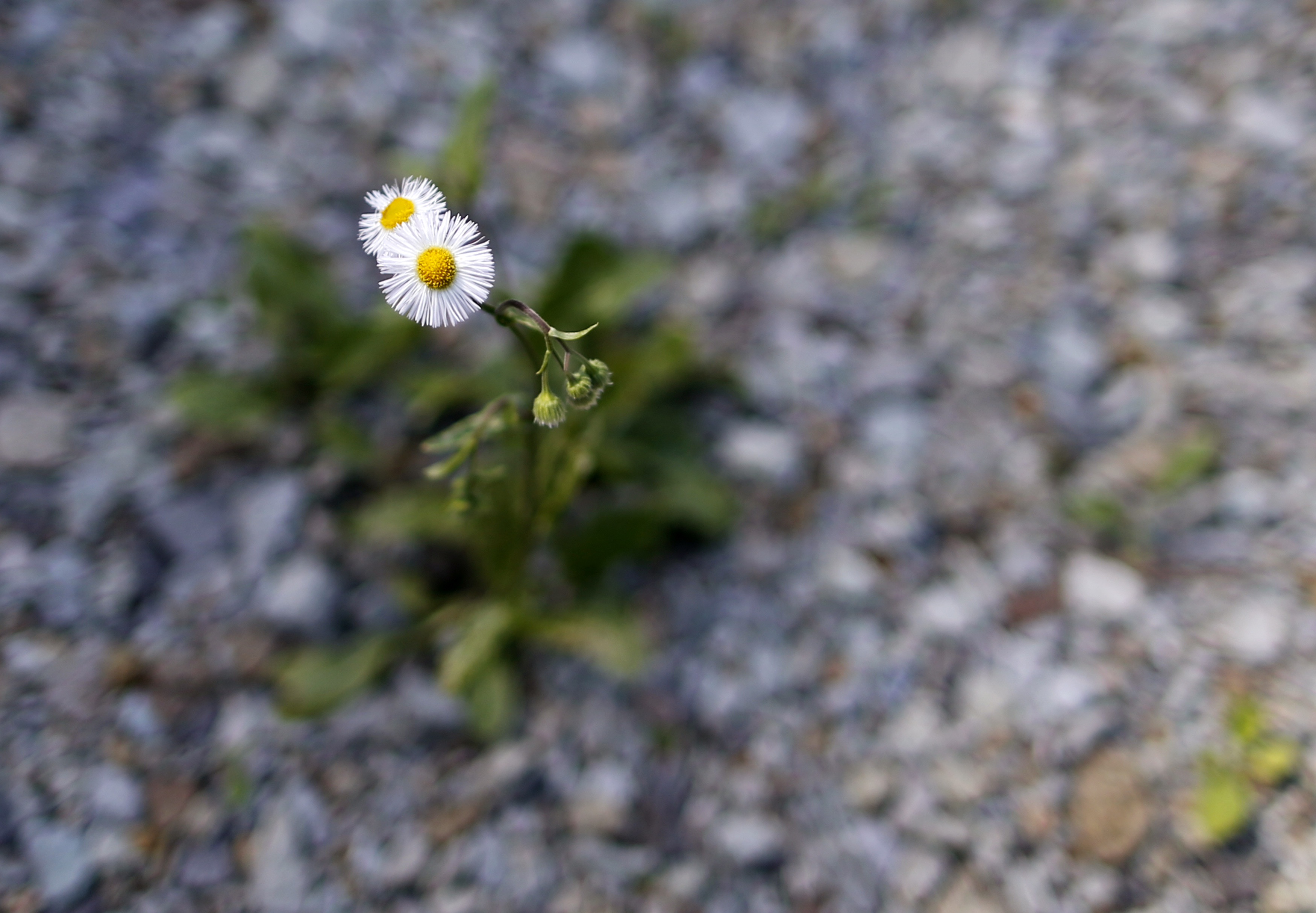 A flower sprouts from the ground at the premises of the home of Mikio Watanabe at Yamakiya district in Kawamata town, Fukushima prefecture