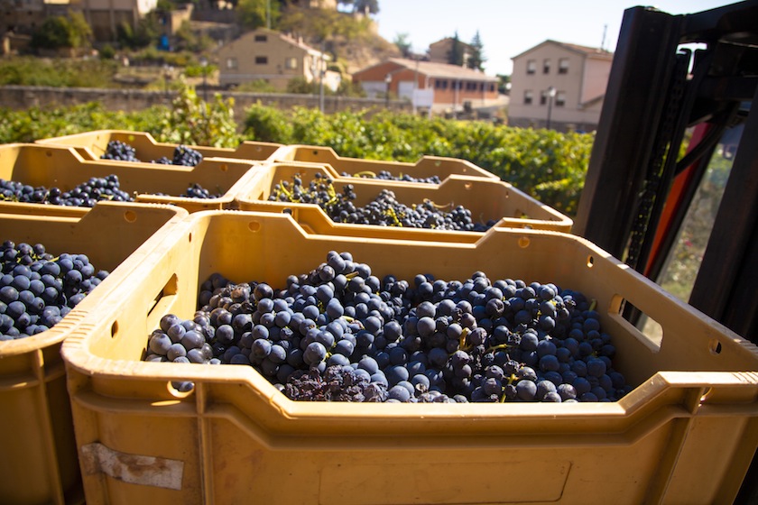 Harvest season in Briones, La Rioja, Spain