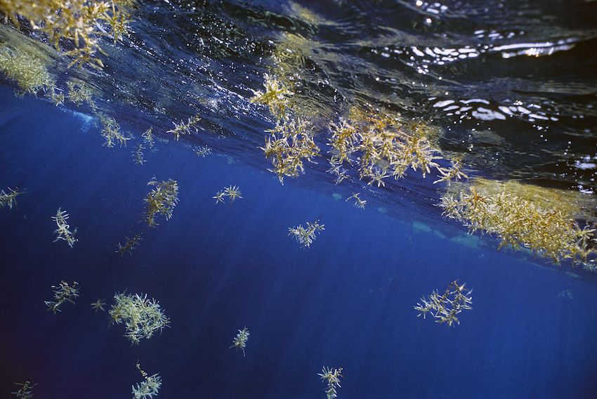 DOM-0095_Sargassum-seaweed.jpg