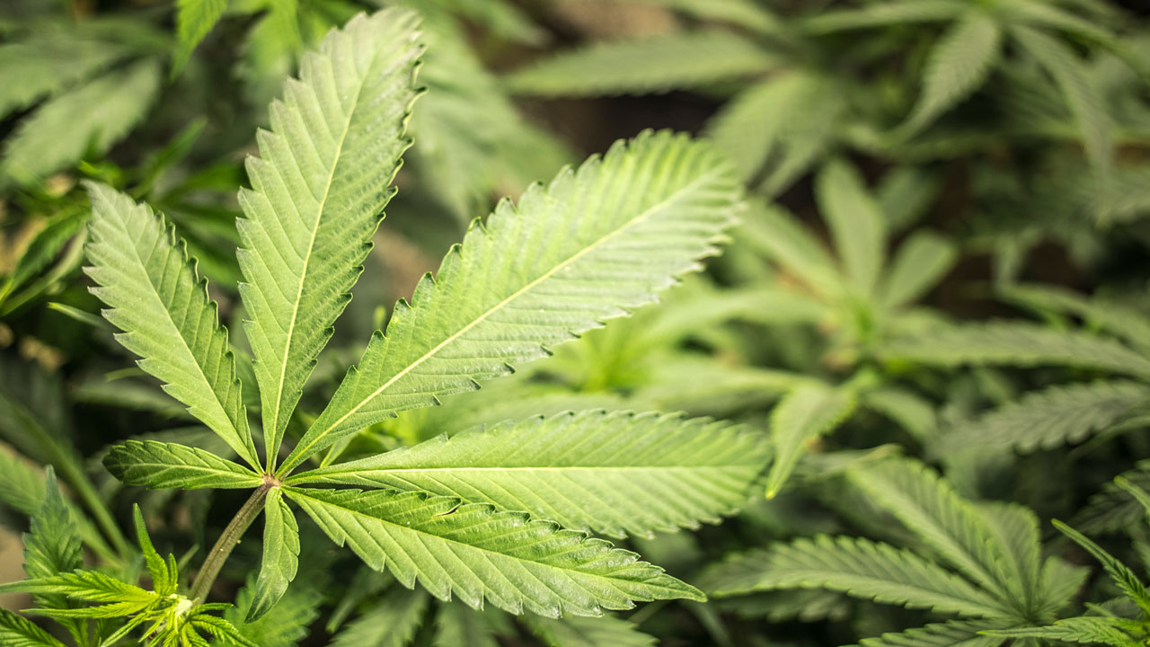 Wall Street Analyst on 420: People Are Picking Marijuana Over Alcohol