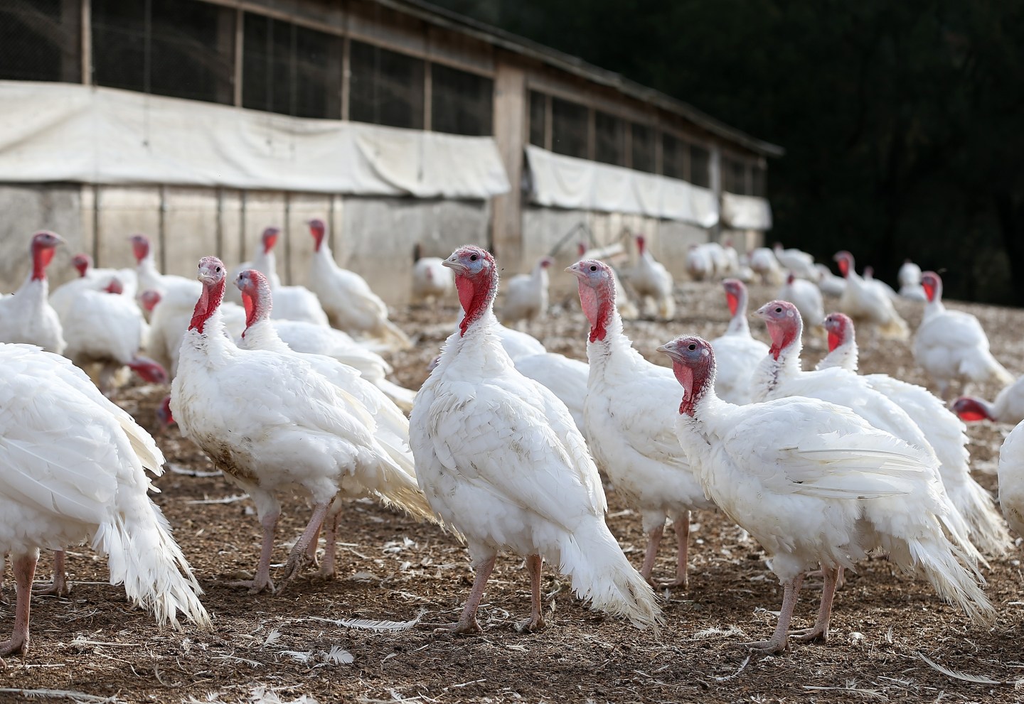 Turkeys Raised On California Farm