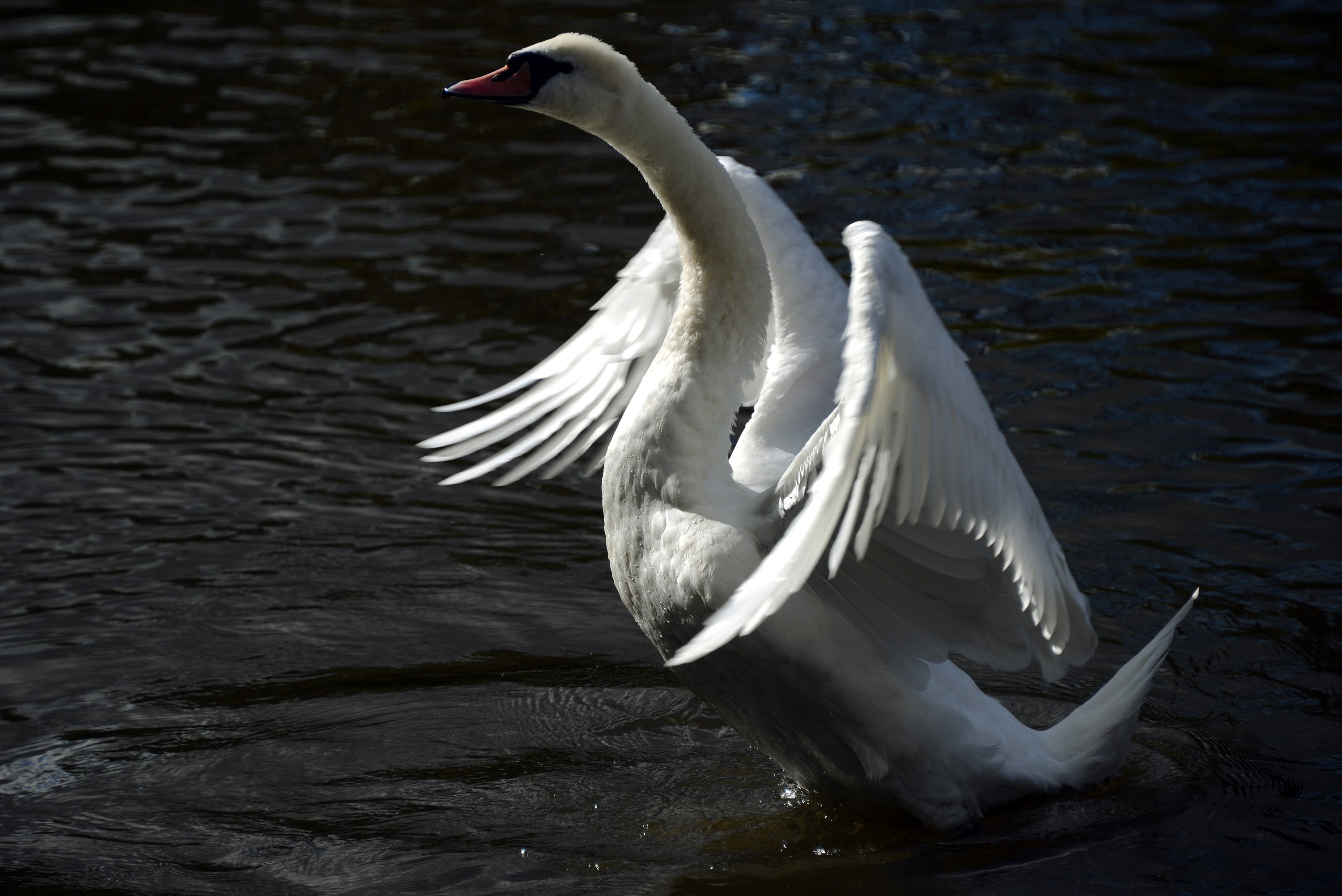 BRITAIN-SWAN-FEATURE