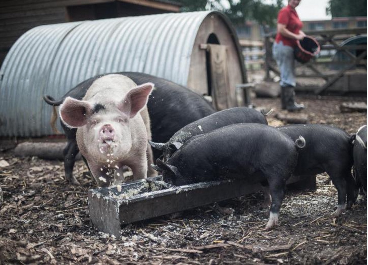 Pigs eating swill.