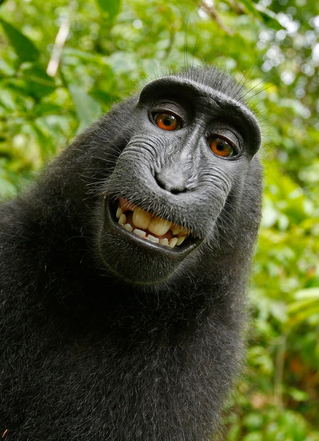 Monkey Cannot Own Copyright to Her Famous Selfies