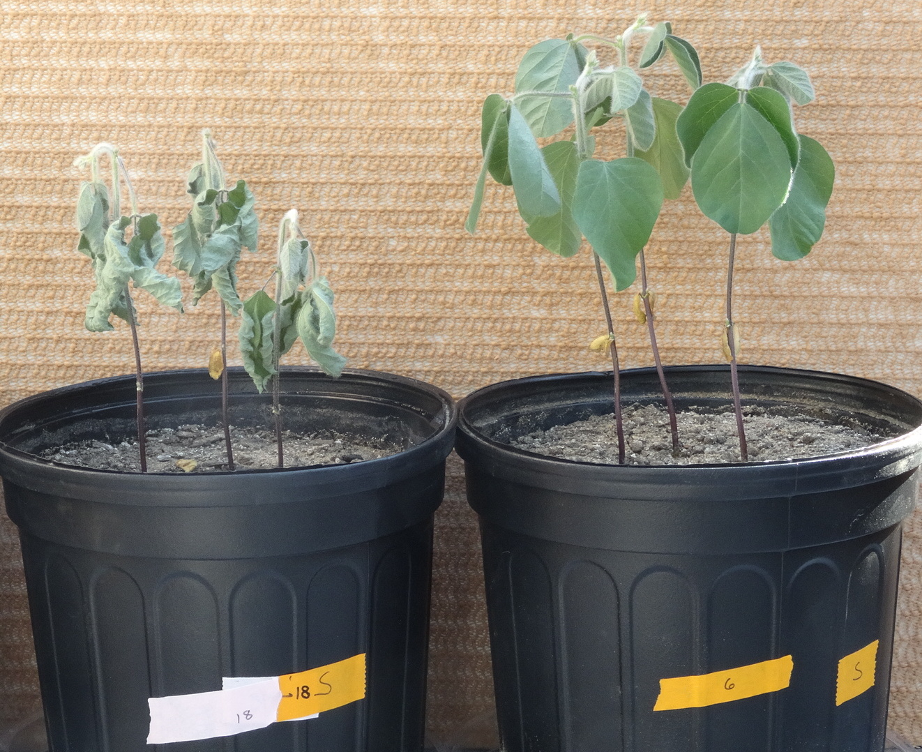 This Startup Wants to Use Bacteria to Revolutionize How Our Food Is Produced