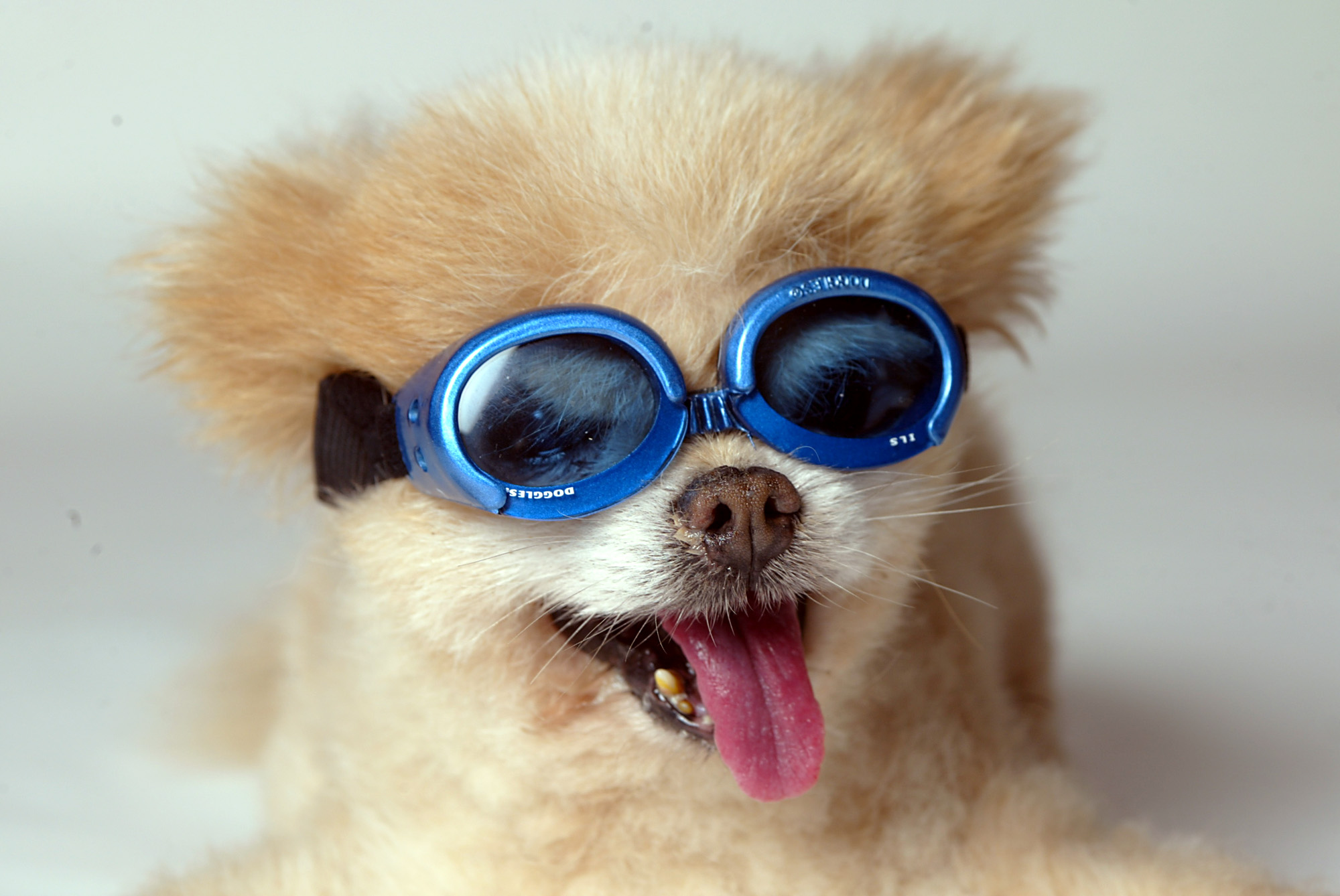Please shoot all the products together with the dog and take one item away at a time until you are d