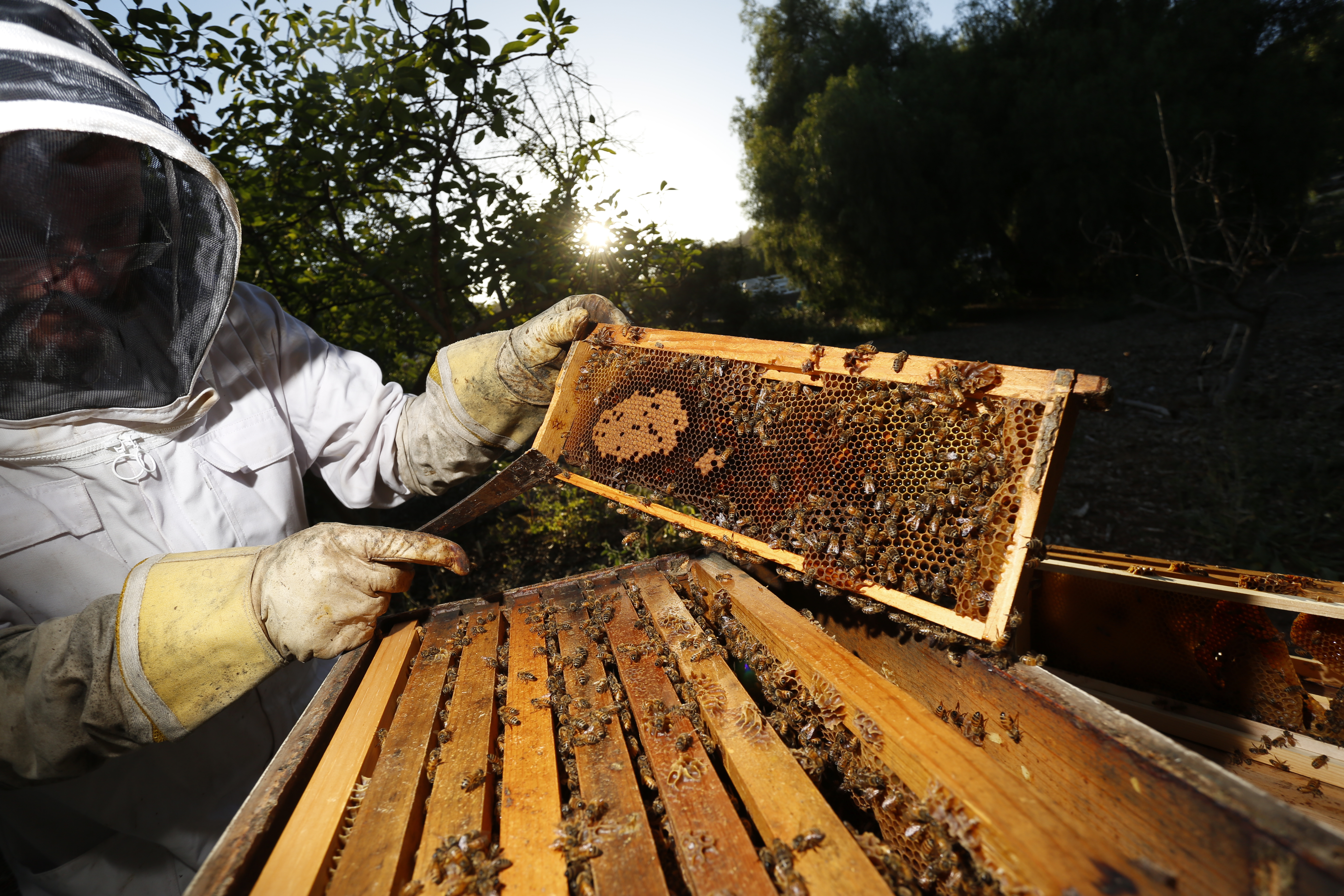Beekeeping