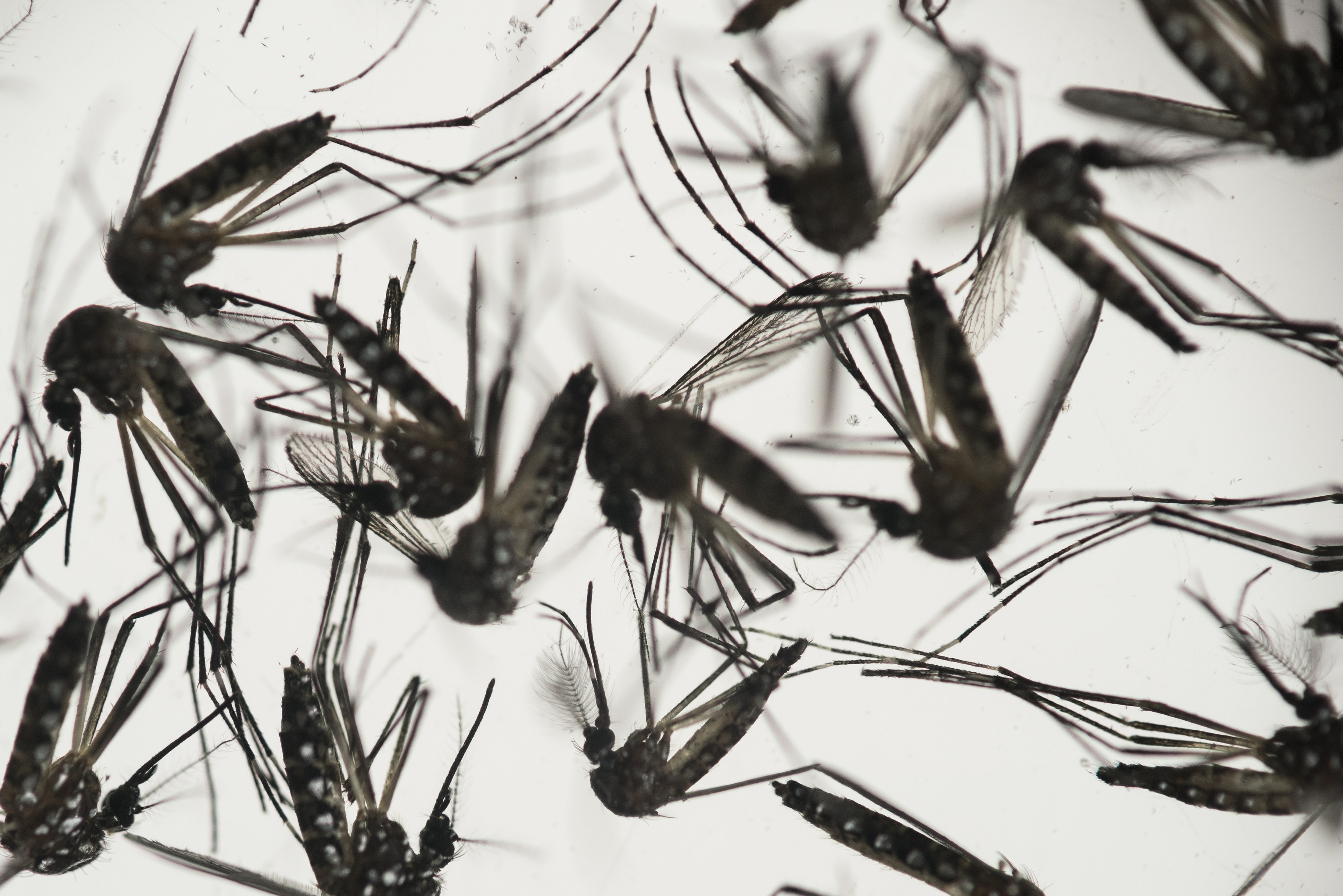 APTOPIX Brazil Zika Virus