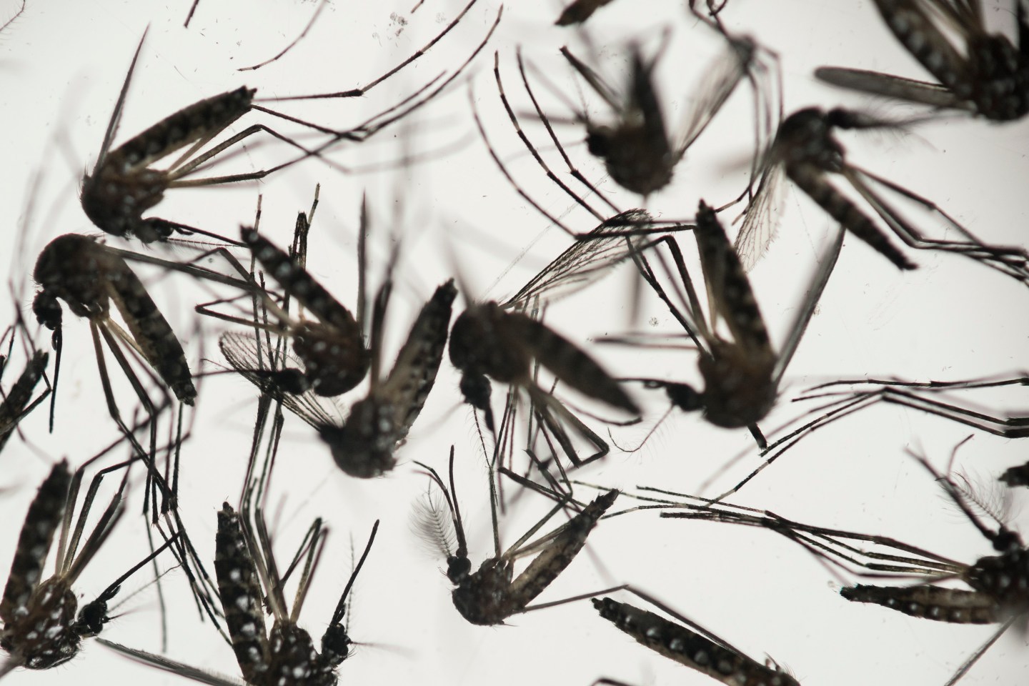 APTOPIX Brazil Zika Virus