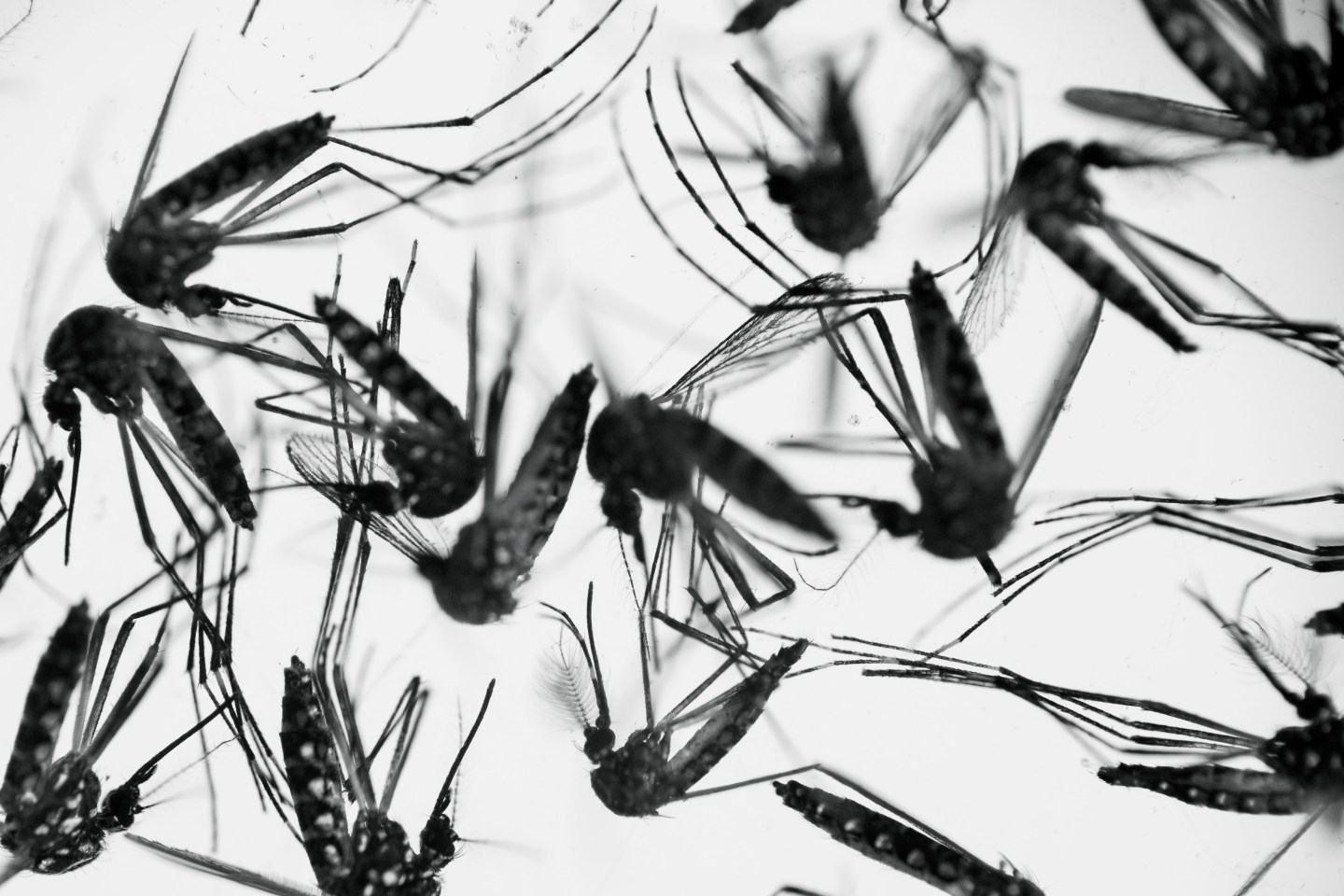 APTOPIX Brazil Zika Virus