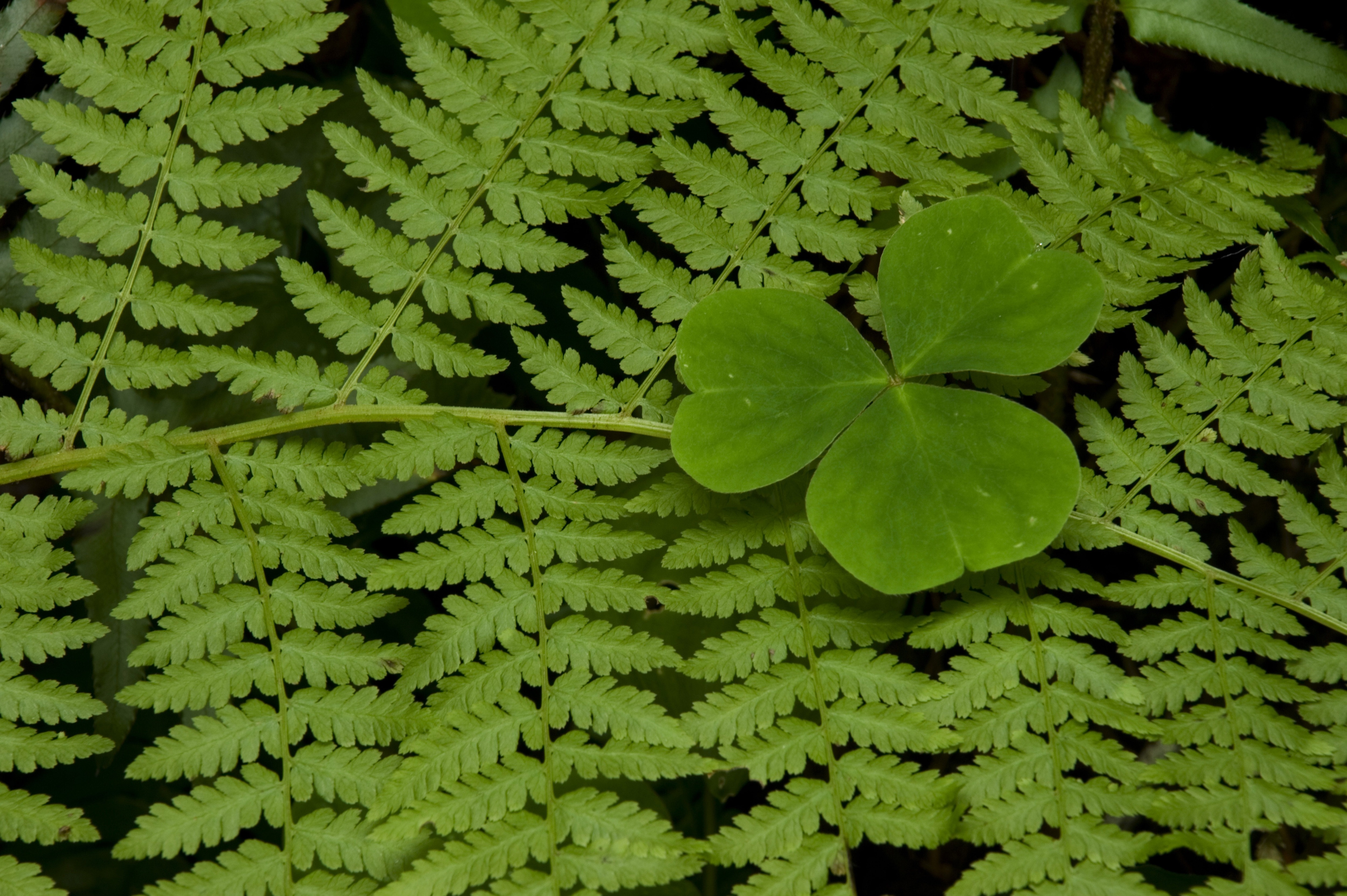 Shamrock Capital