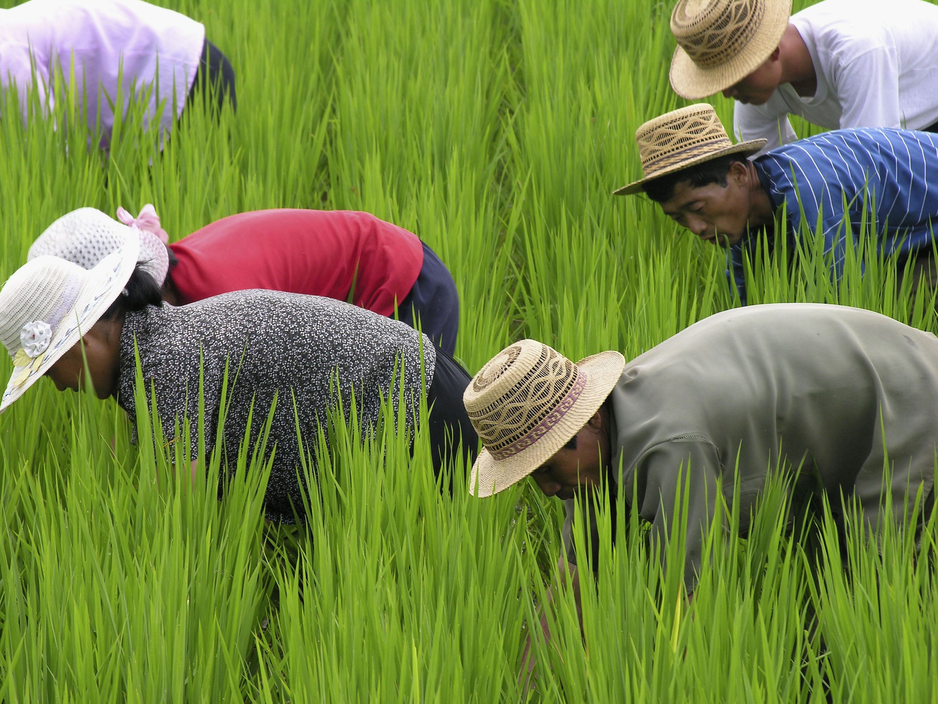 World Food Program Appeals for Urgent Financial Aid For North Korea