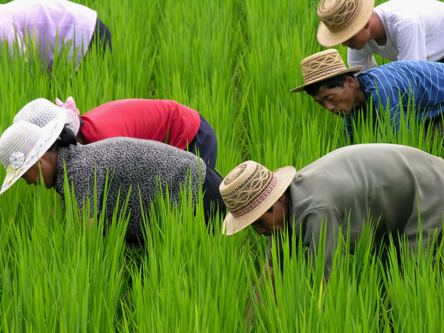 World Food Program Appeals for Urgent Financial Aid For North Korea