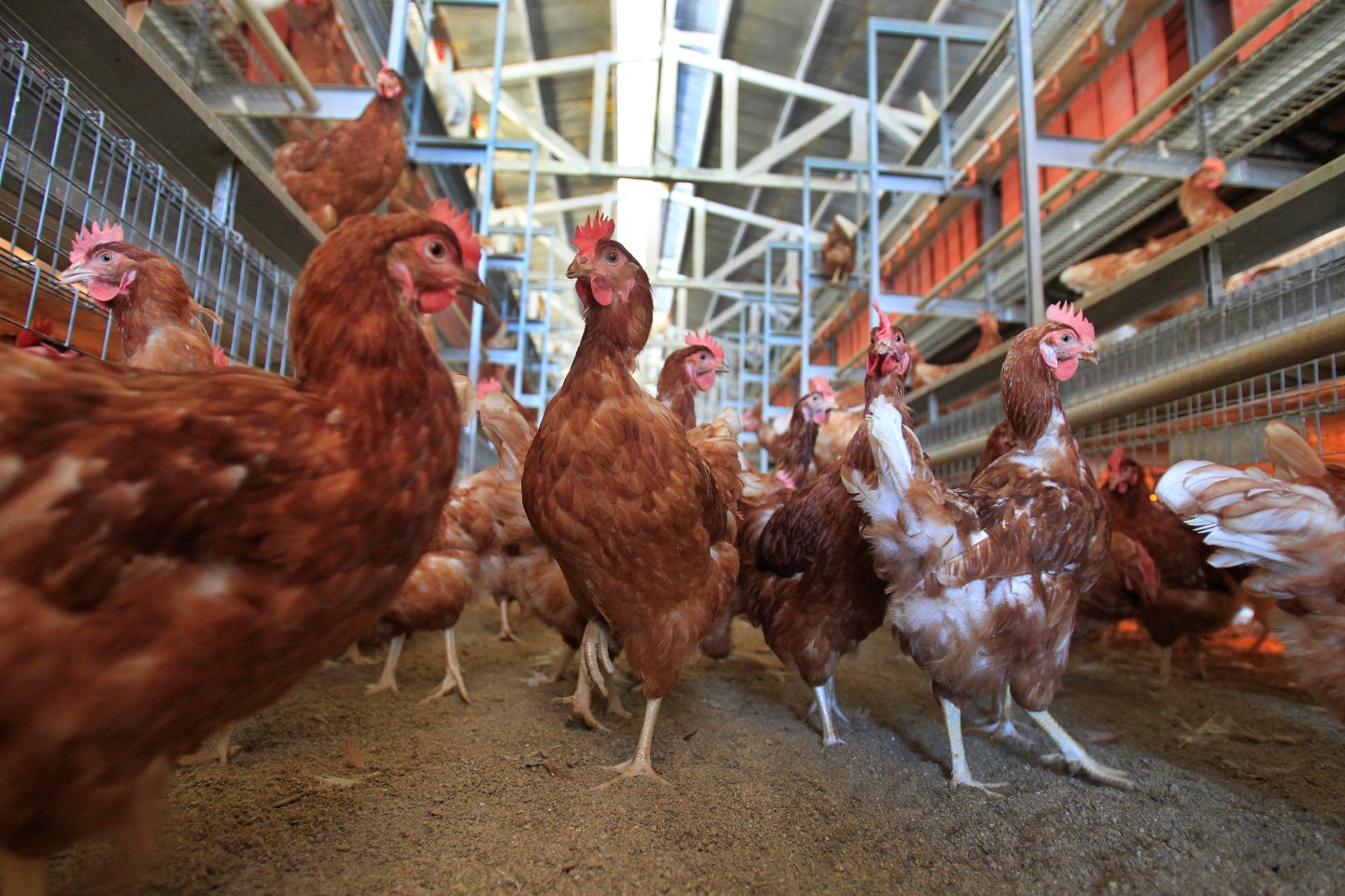 LAKEVIEW, CA DECEMBER 19, 2014: 8,000 brown Leghorn and white Leghorn chickens roam about a cage-f