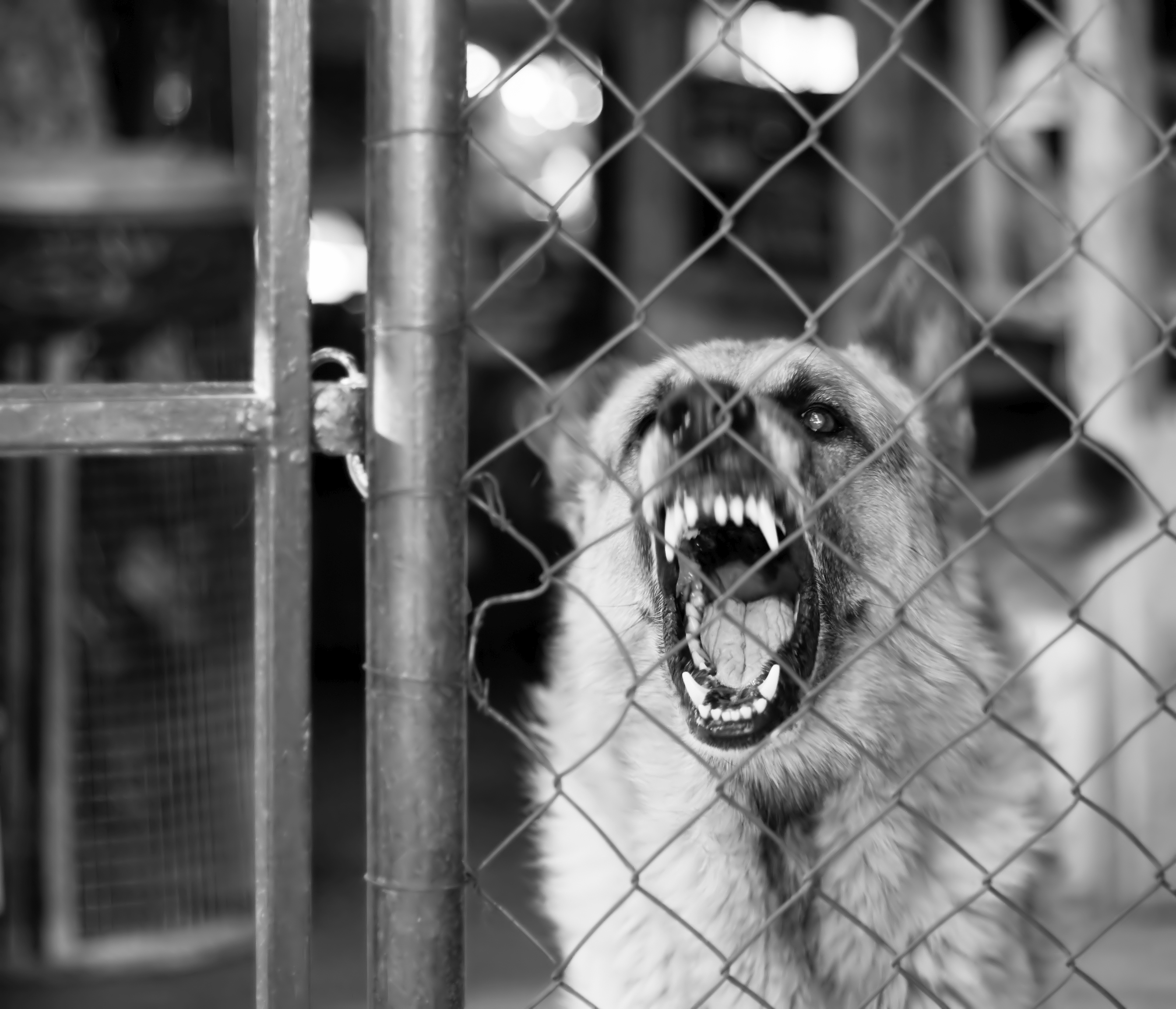 Dangerous dog