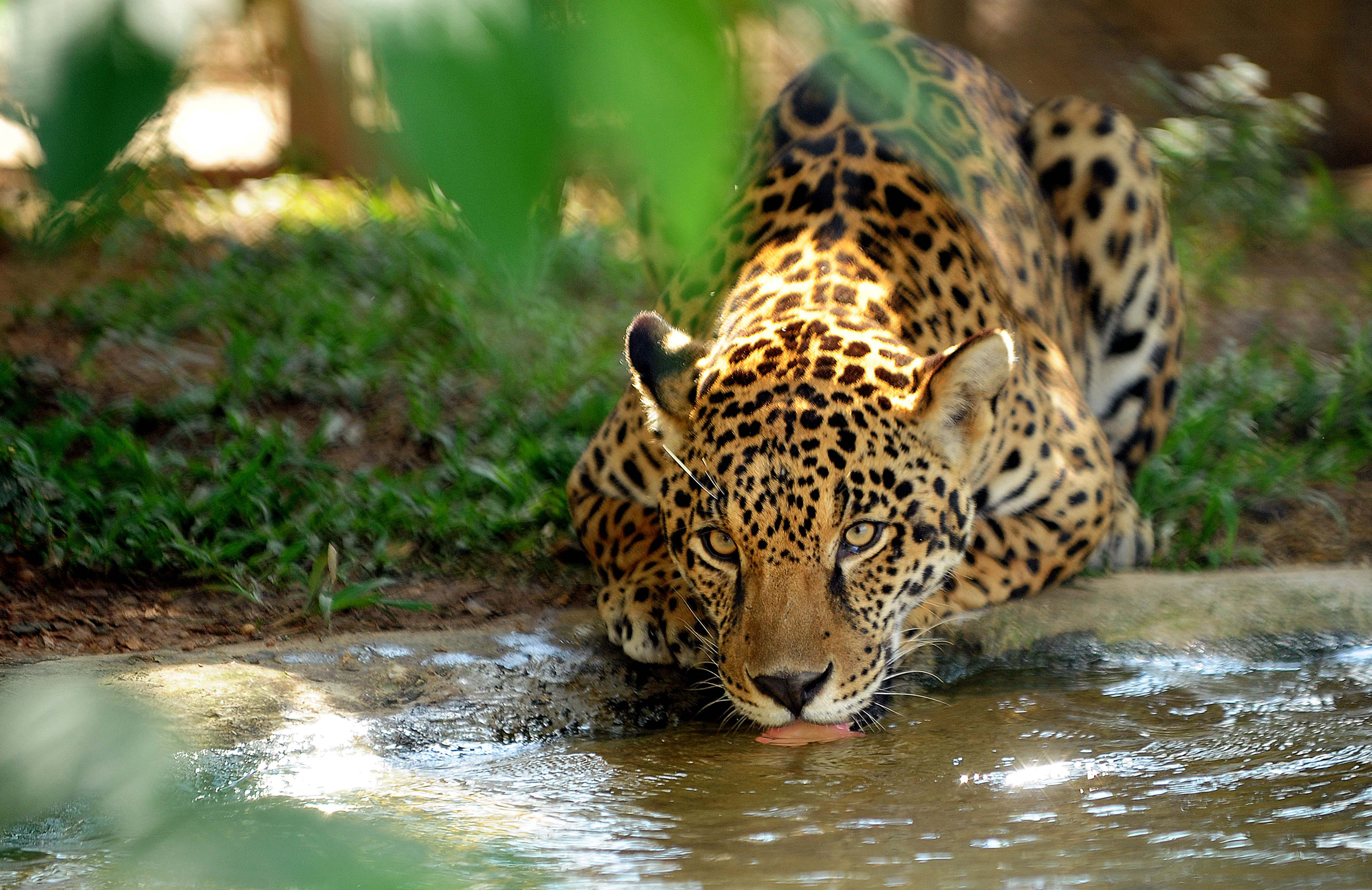 BRAZIL-ANIMALS-ENVIRONMENT-CONSERVATION-BIG CATS-JAGUAR