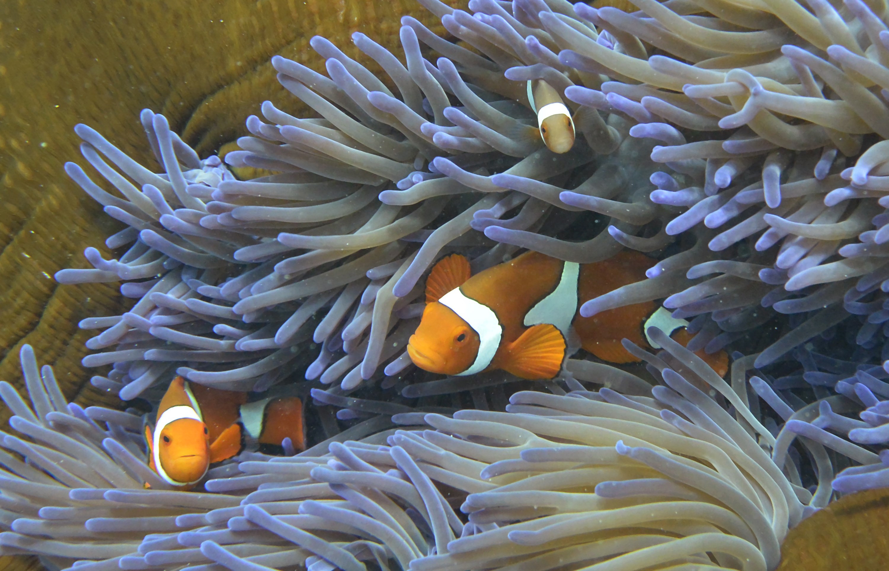 AUSTRALIA-CONSERVATION-REEF-ENVIRONMENT