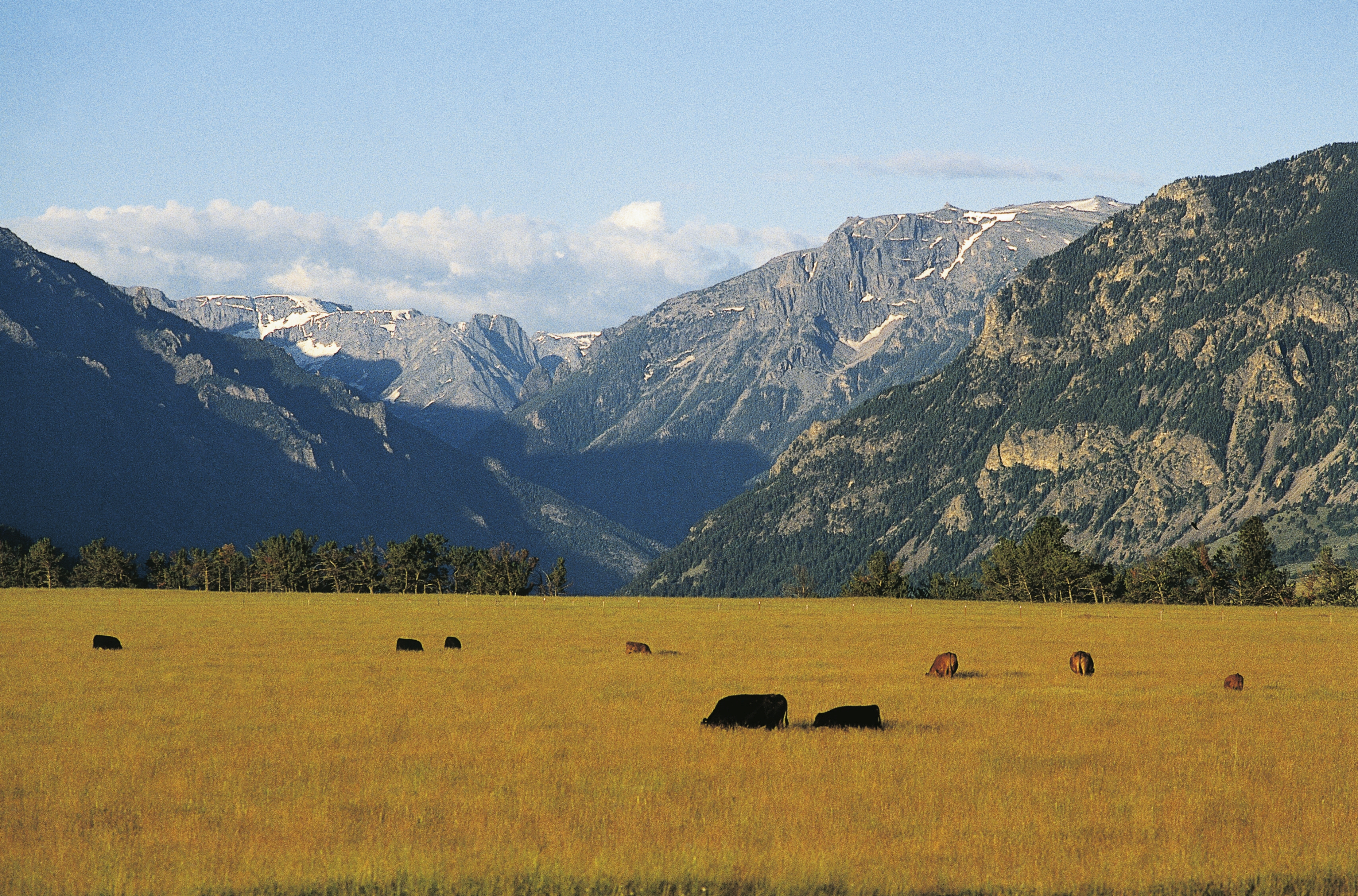 Cattle grazing