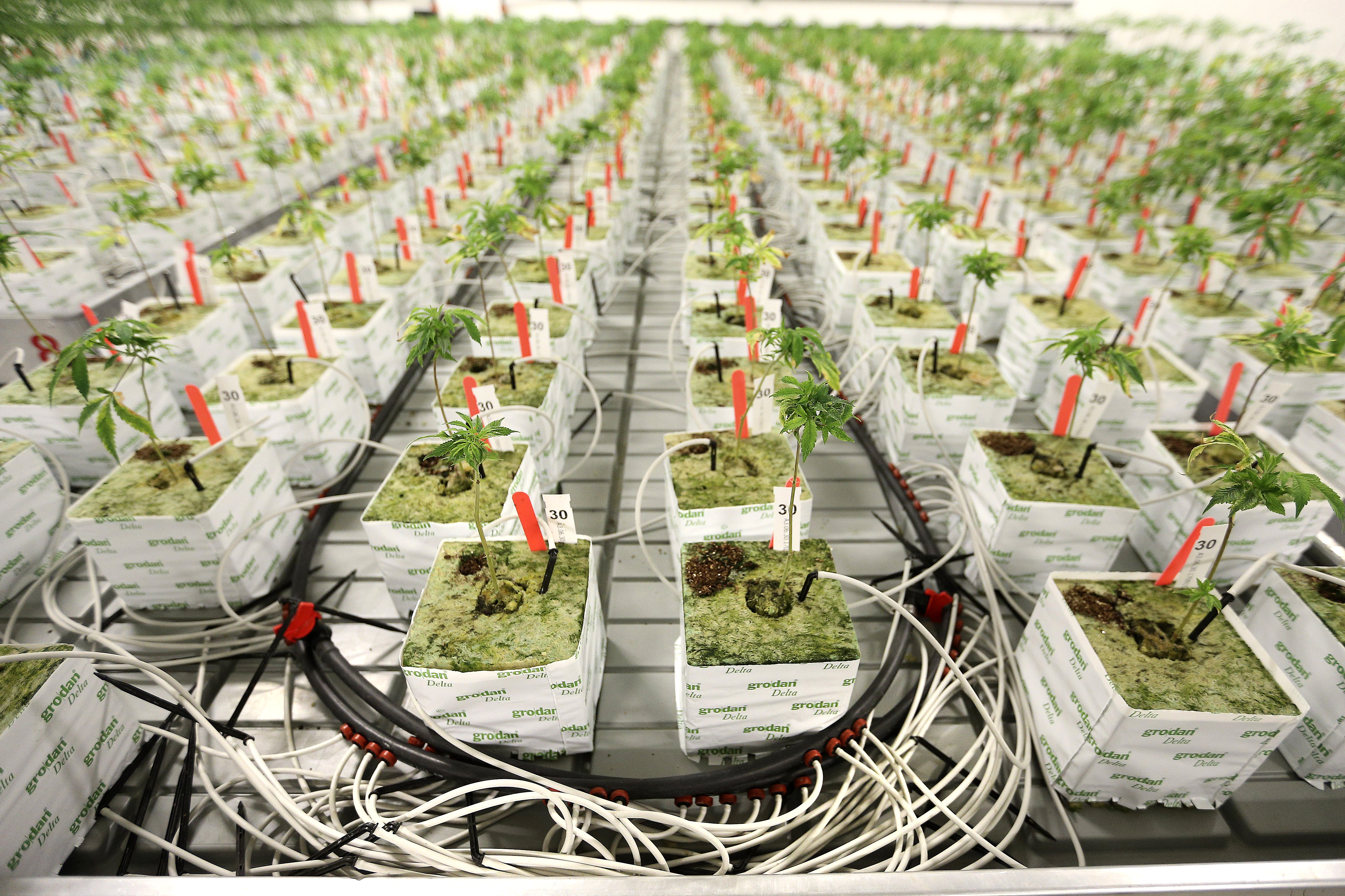 Medical marijuana production facility