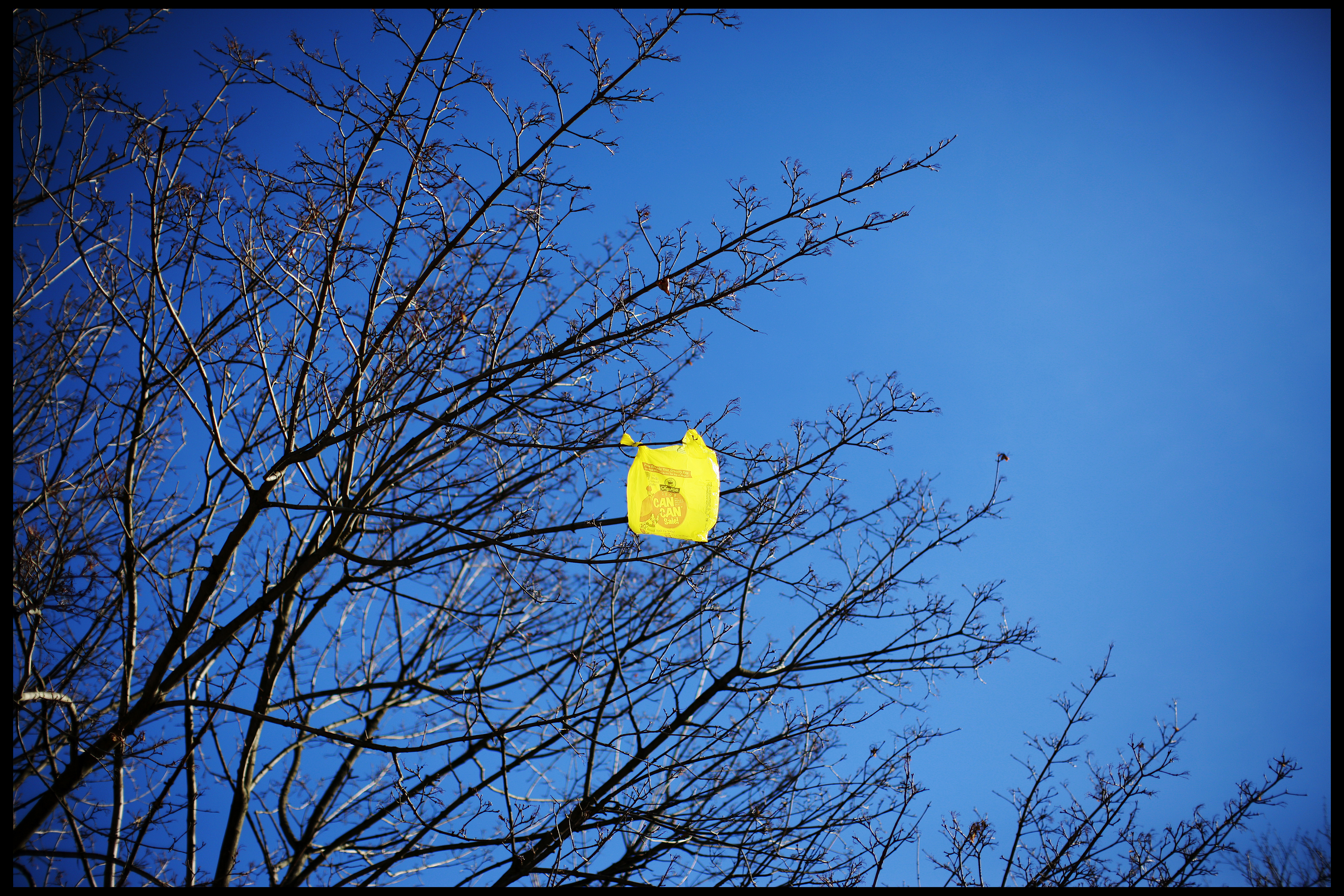 USA - Environment - Plastic Bag in Tree